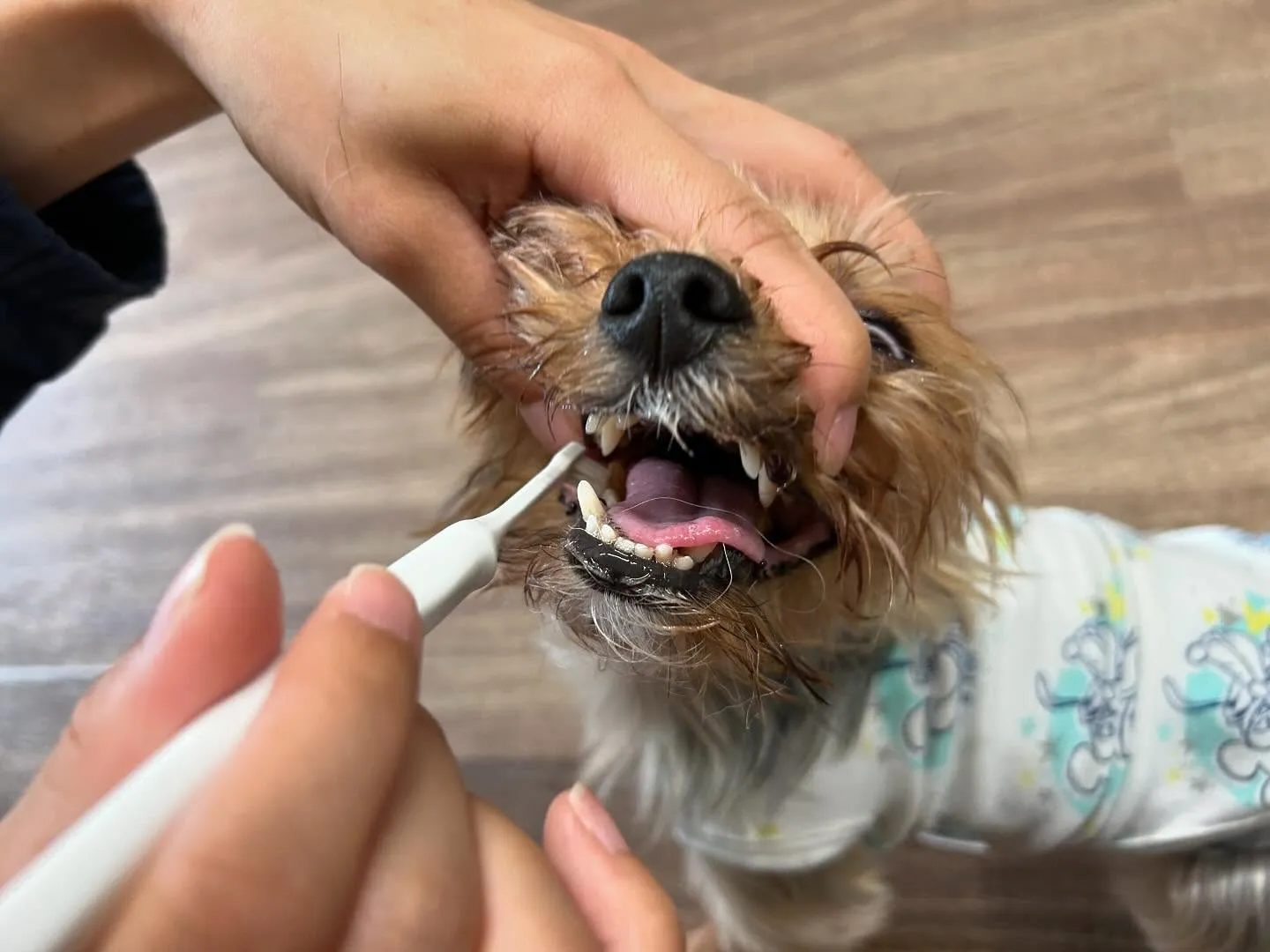 【スタッフ募集のお知らせ】