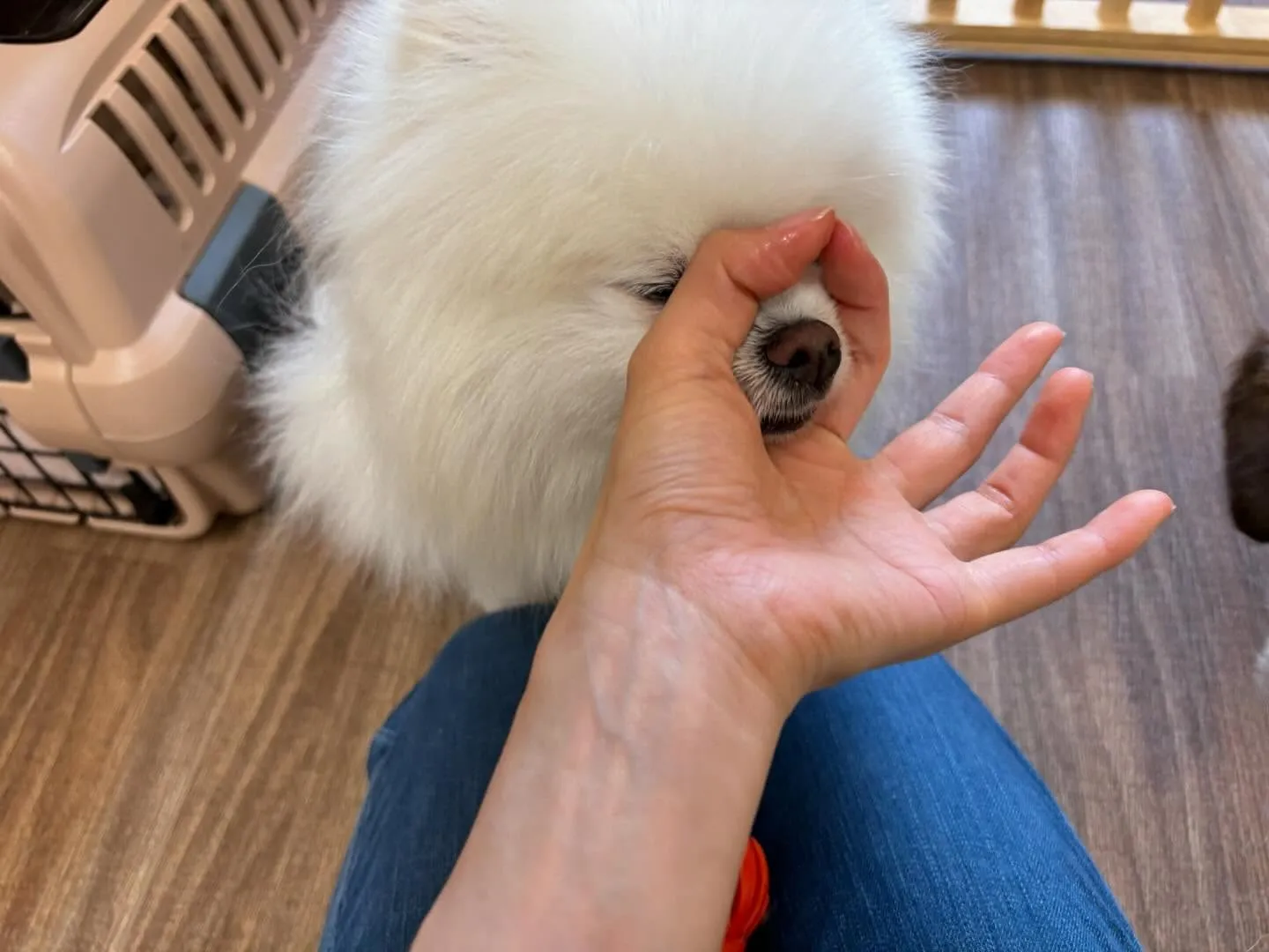 【スタッフ募集のお知らせ】