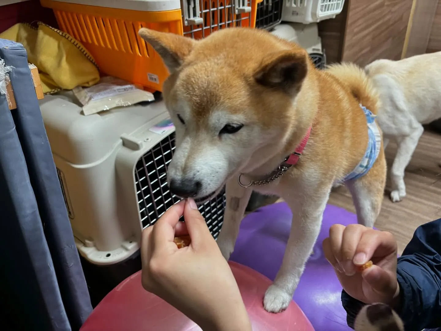 【スタッフ募集のお知らせ】