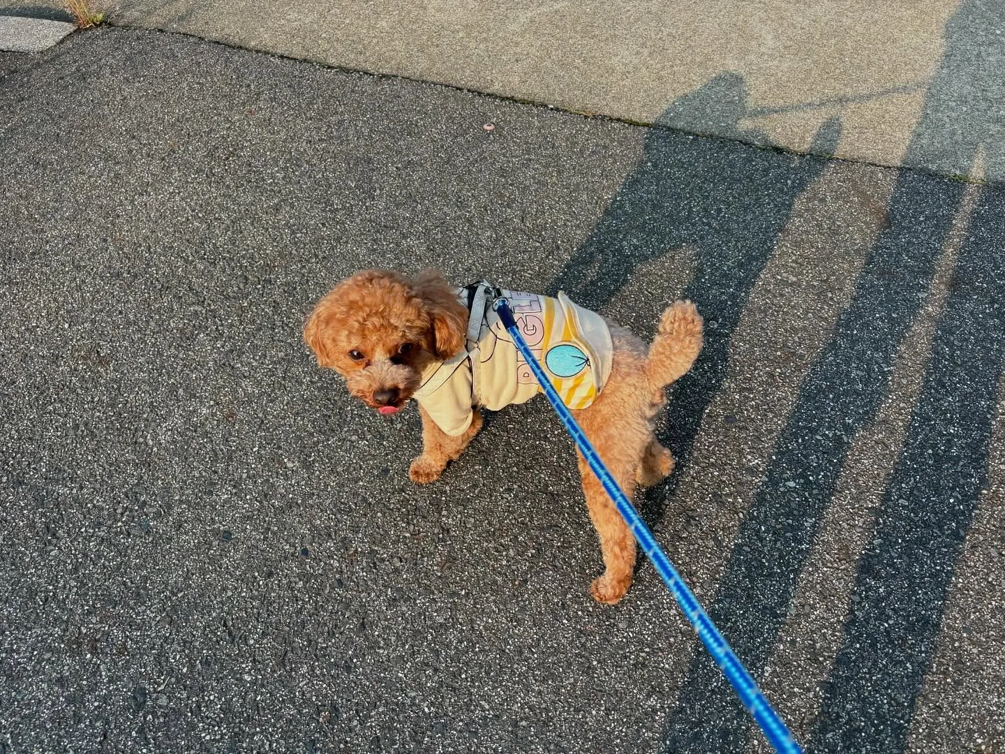 【スタッフ募集のお知らせ】