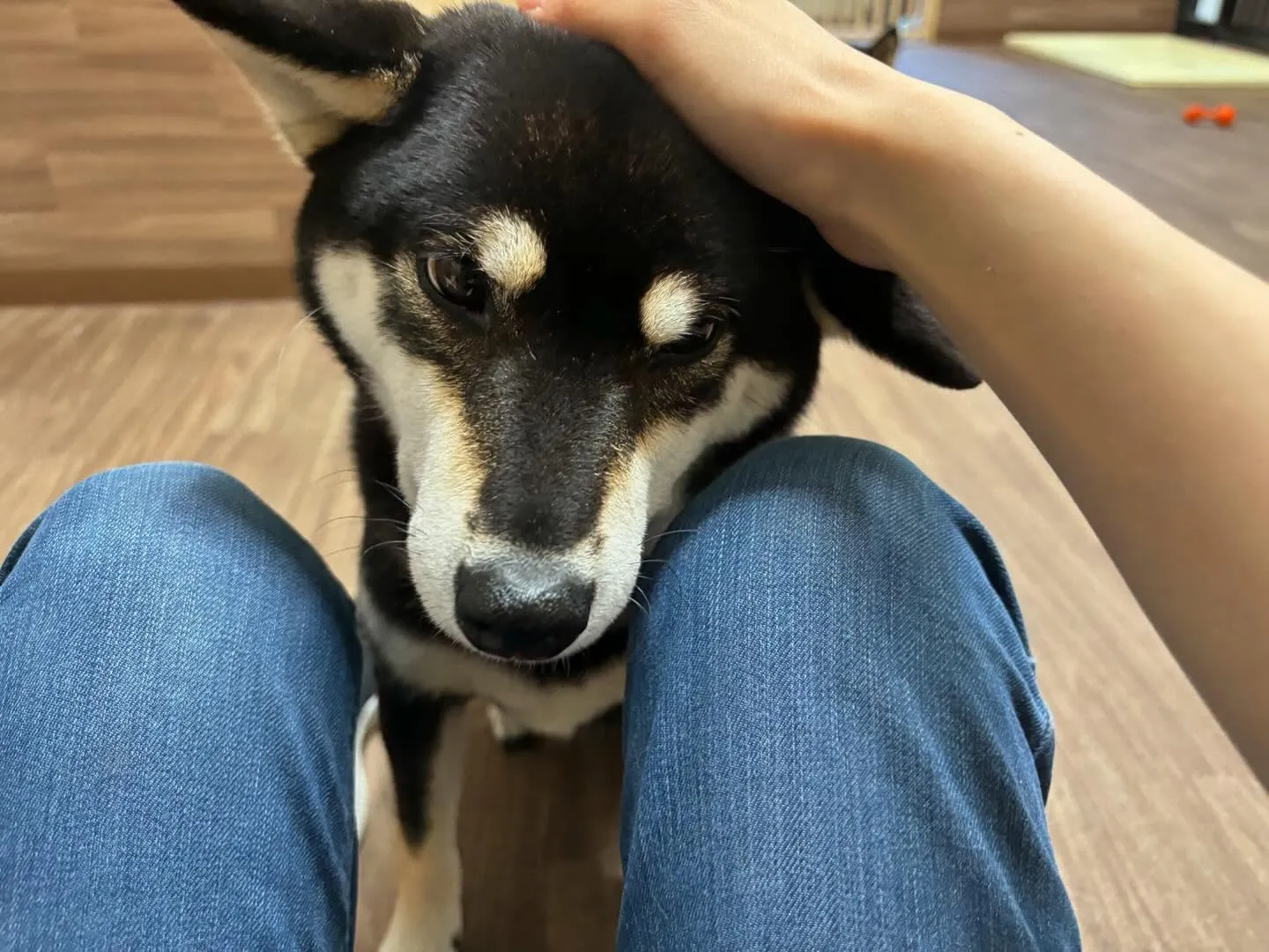 【スタッフ募集のお知らせ】