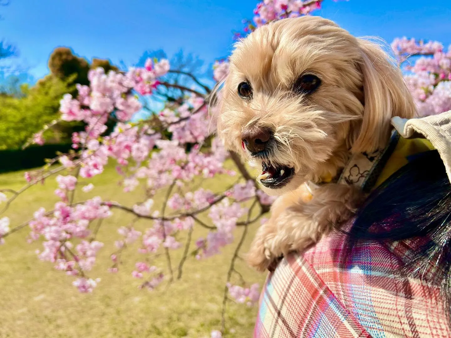 春の遠足イベント2日目の写真の1部をアップします🌸
