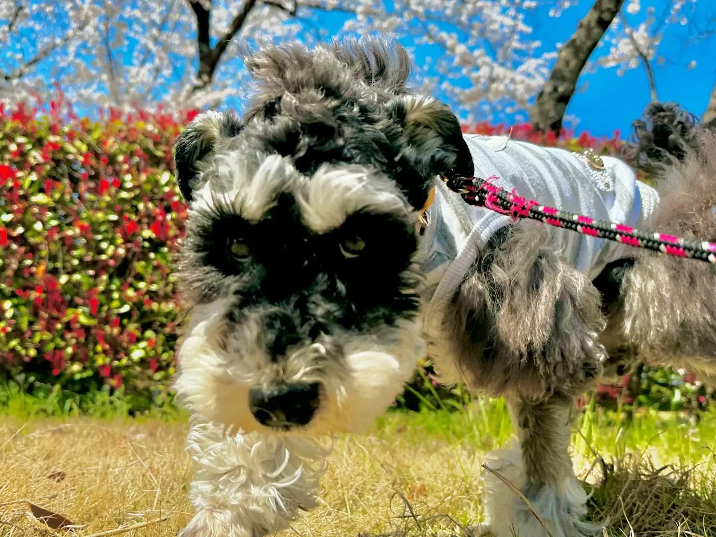 春の遠足イベント2日目の写真の1部をアップします🌸