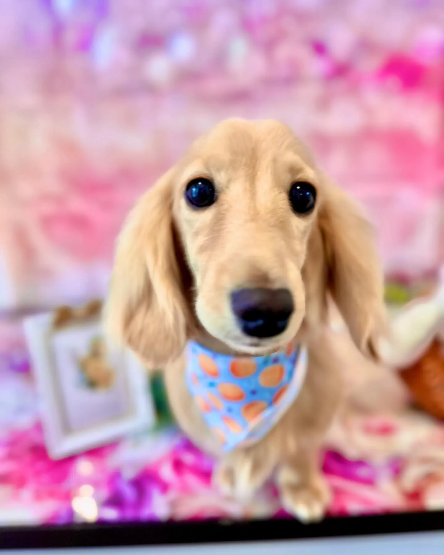 トリミングのセットメニューをご利用頂いたわんこさんたちです✨...