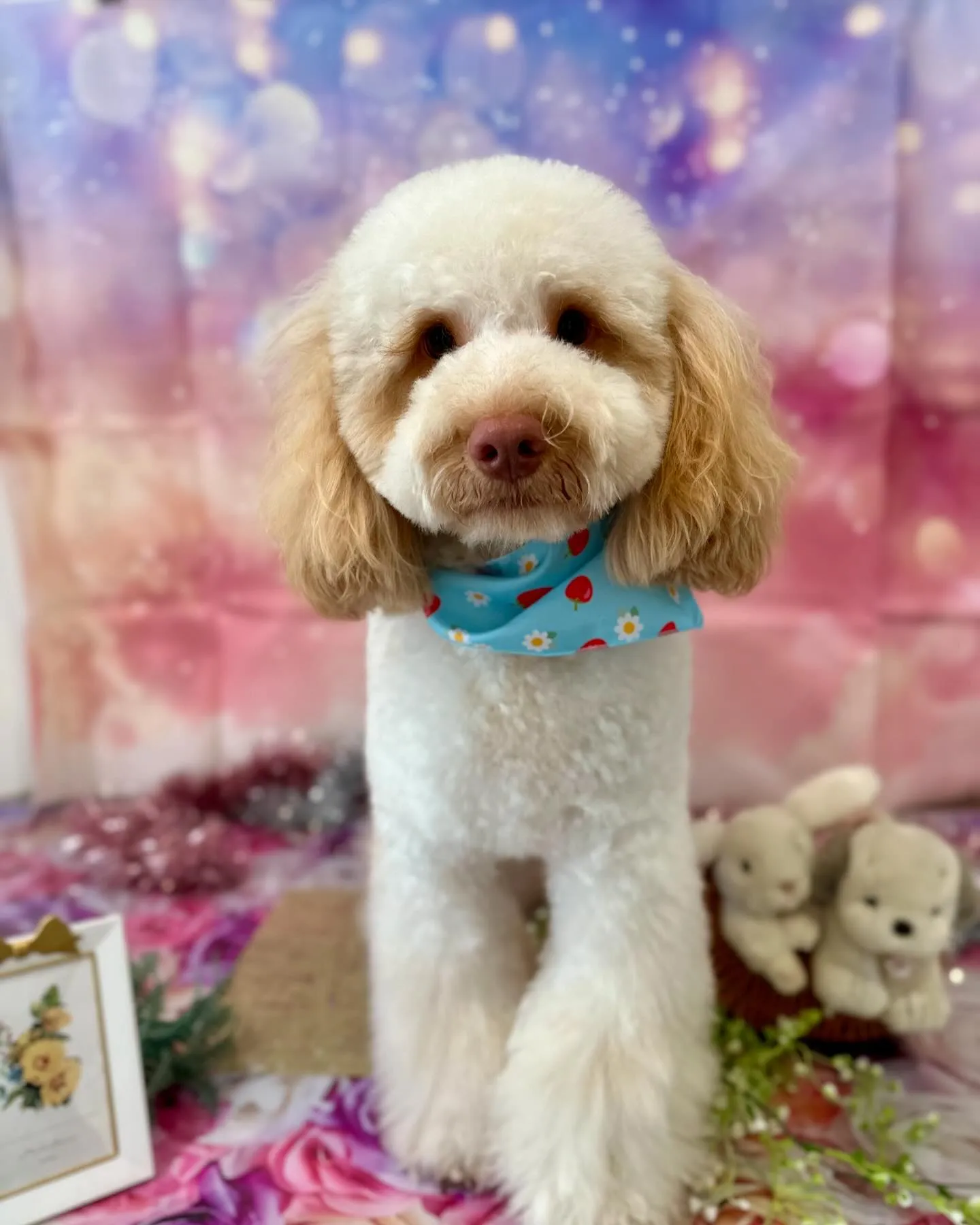 トリミングのセットメニューをご利用頂いたわんこさんたちです✨...