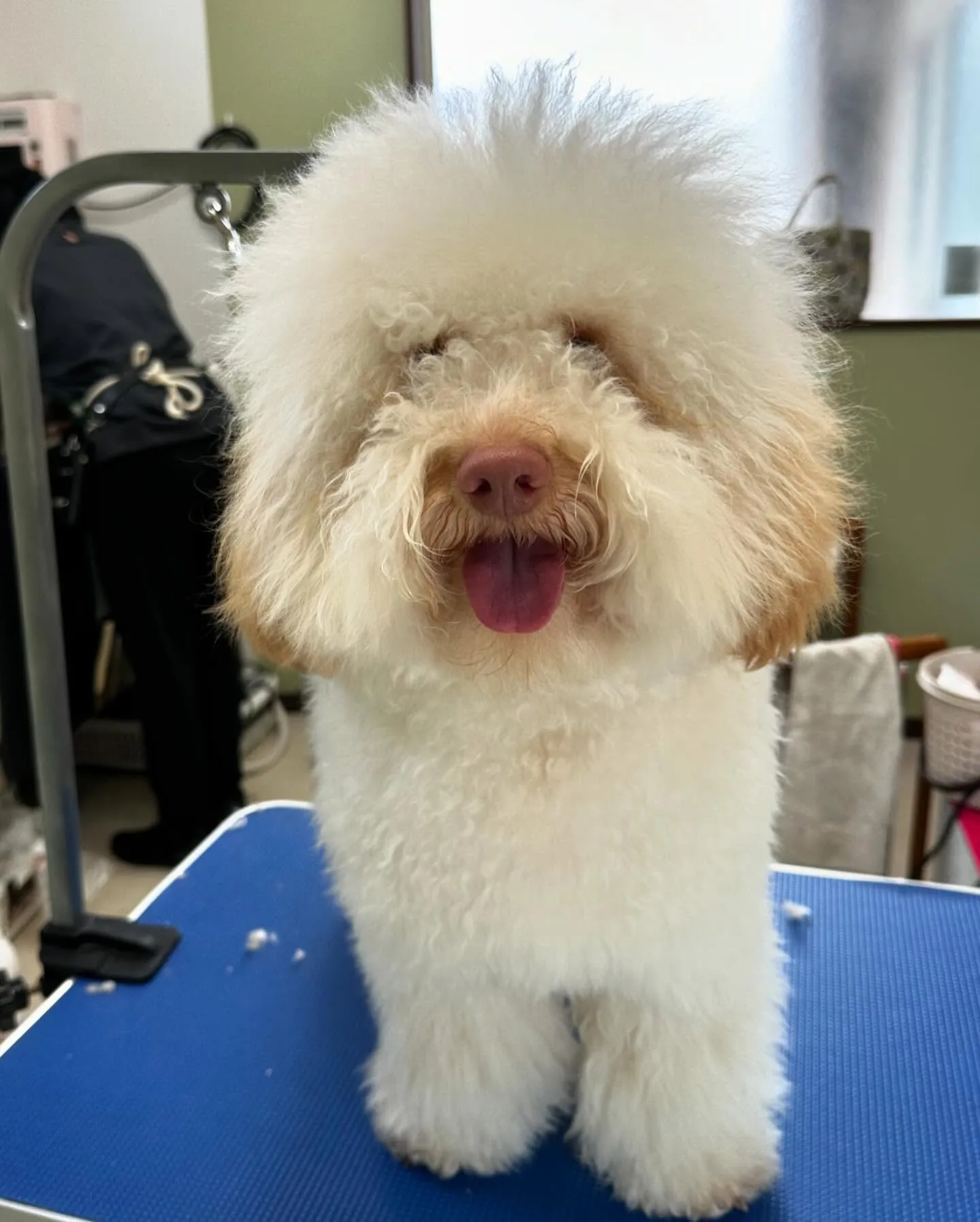 トリミングのセットメニューをご利用頂いたわんこさんたちです✨...