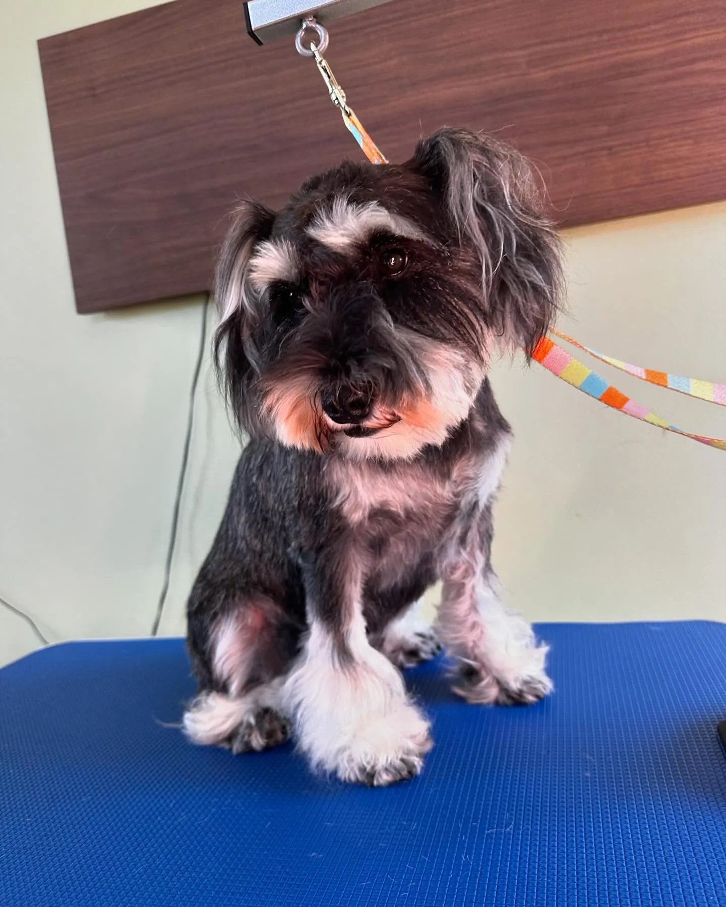 トリミングのセットメニューをご利用頂いたわんこさんたちです✨...