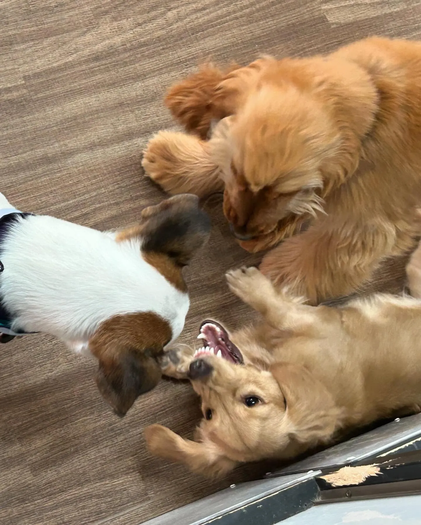 トリミングのセットメニューをご利用頂いたわんこさんたちです✨...