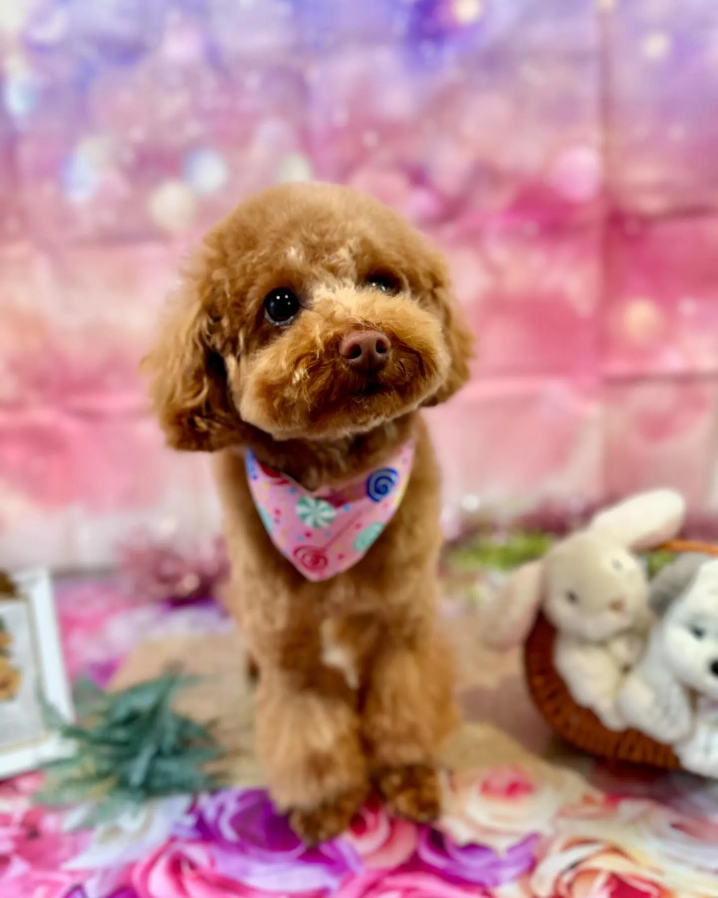 トリミングのセットメニューをご利用頂いたわんこさんたちです✨...