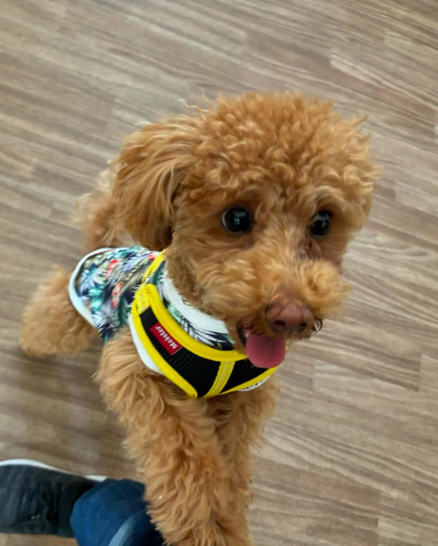 トリミングのセットメニューをご利用頂いたわんこさんたちです✨...