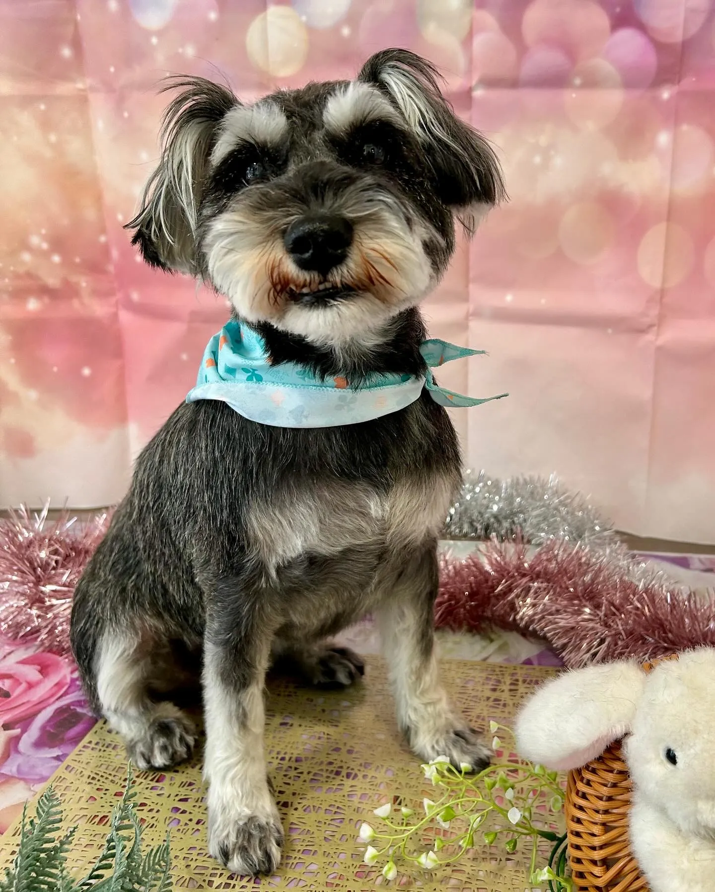 トリミングのセットメニューをご利用頂いたわんこさんたちです✨...