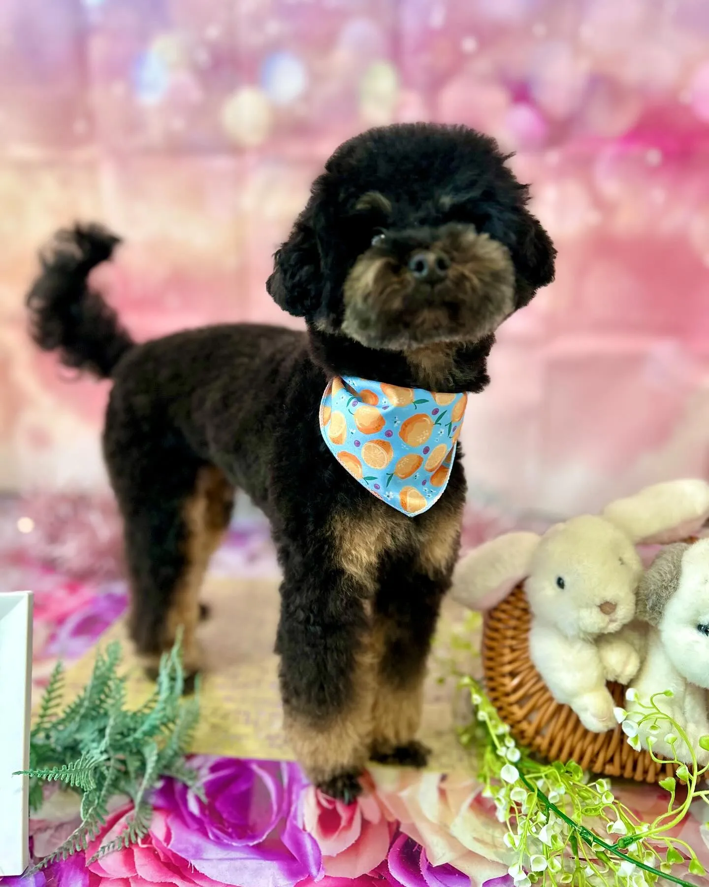 トリミングのセットメニューをご利用頂いたわんこさんたちです✨...