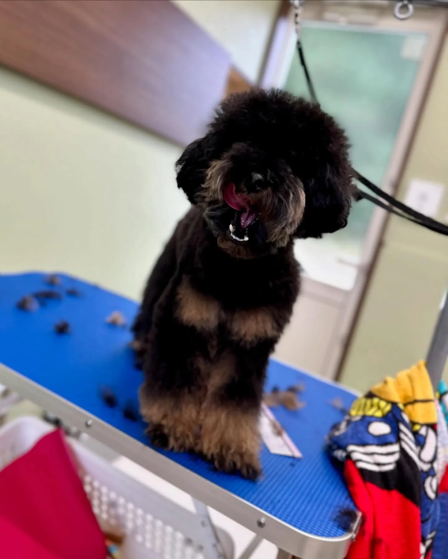 トリミングのセットメニューをご利用頂いたわんこさんたちです✨...