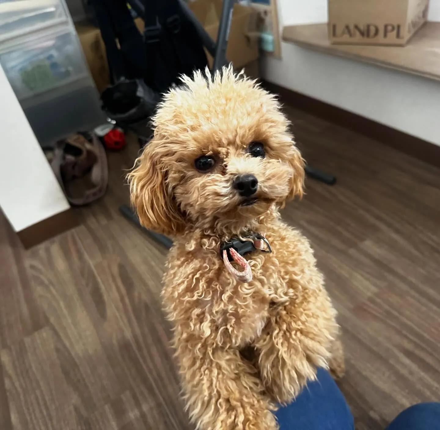 入会してくれたプリンちゃんです💖