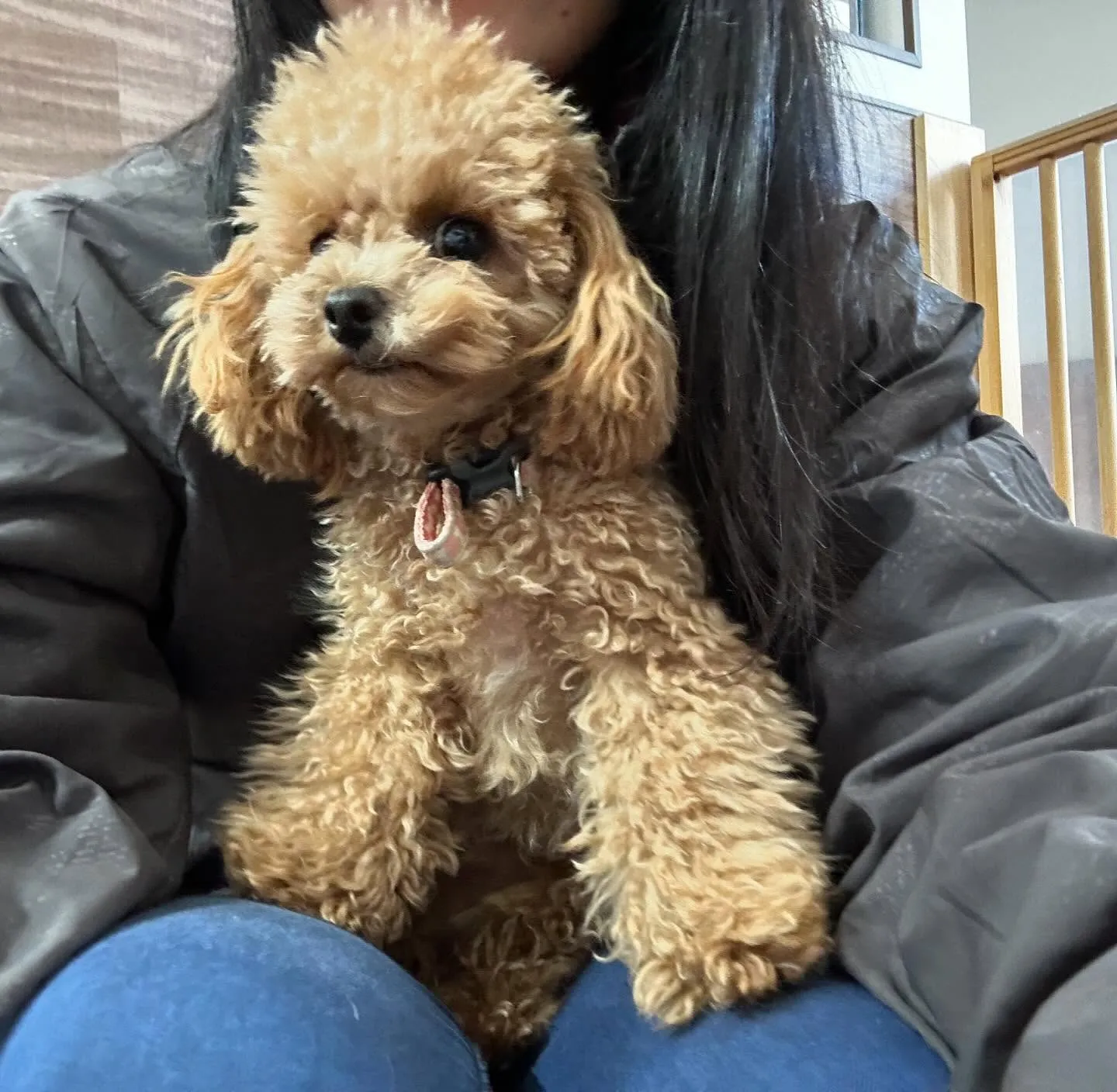 入会してくれたプリンちゃんです💖