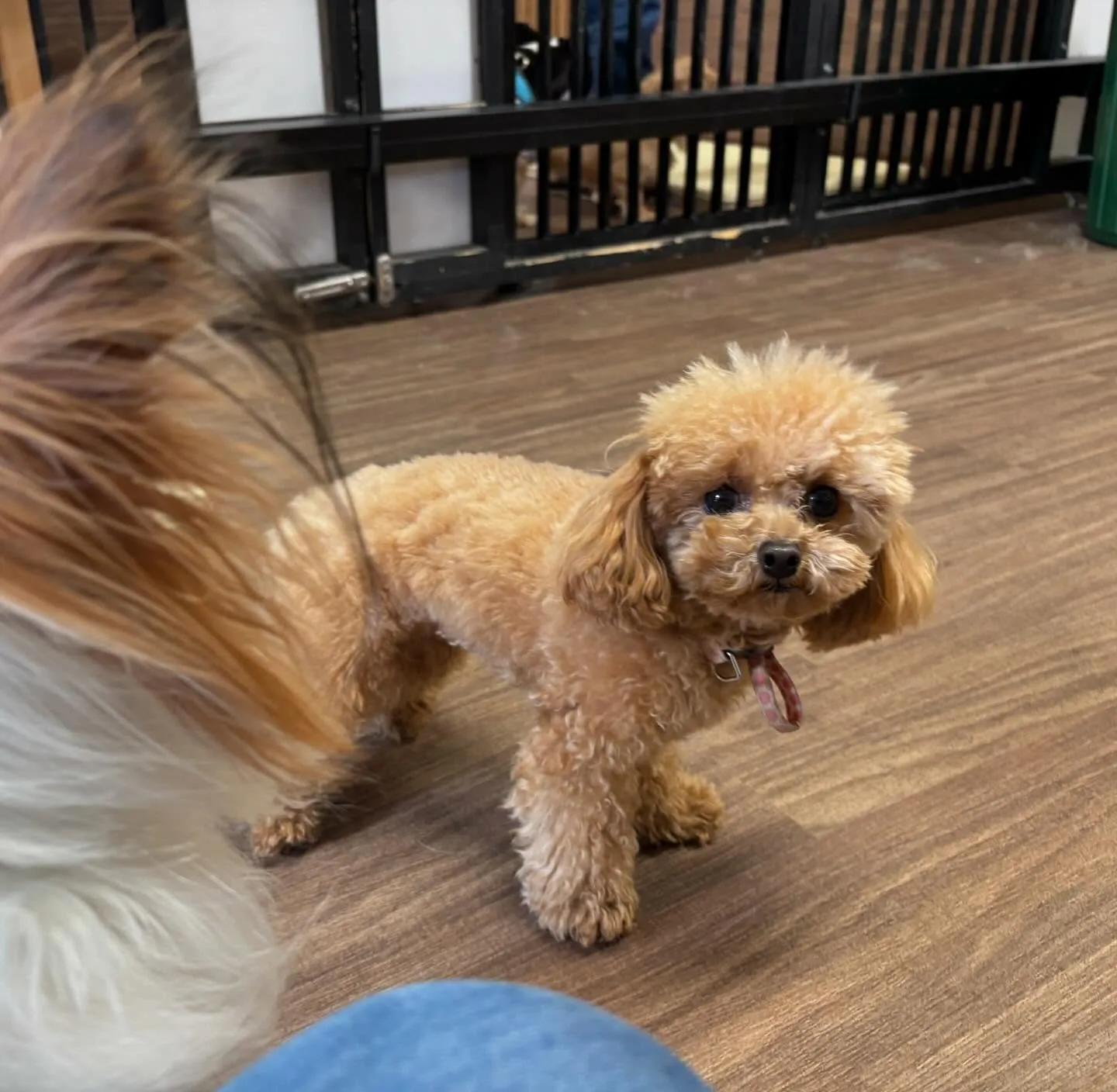 入会してくれたプリンちゃんです💖