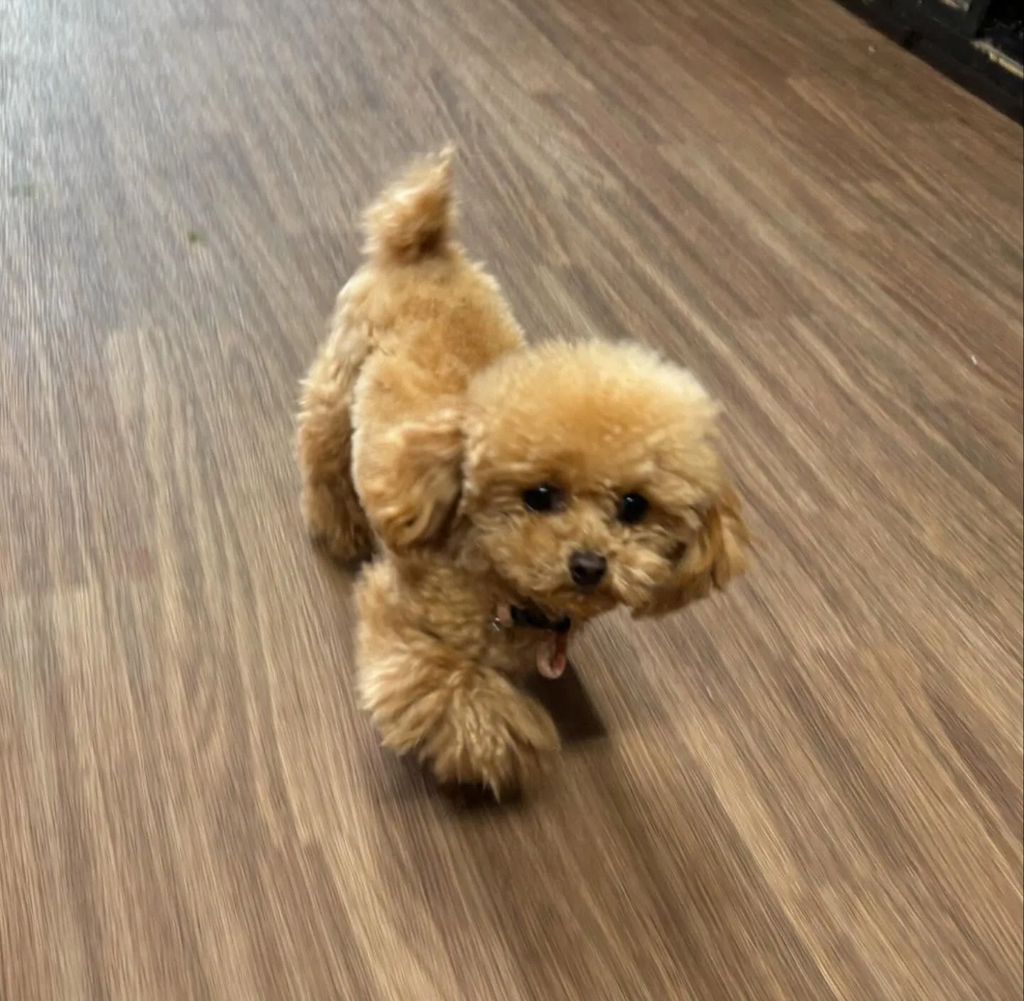 入会してくれたプリンちゃんです💖