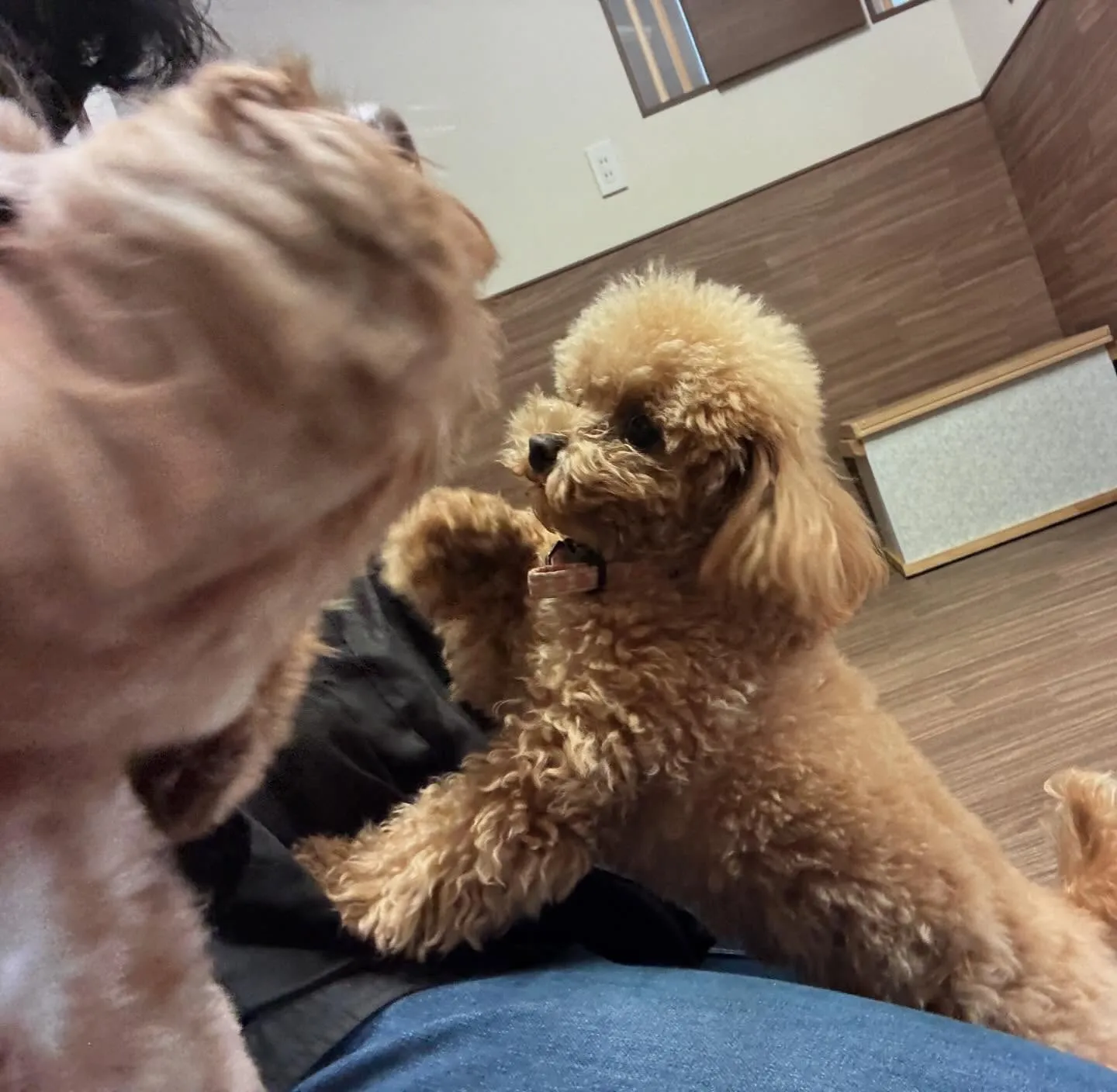 入会してくれたプリンちゃんです💖