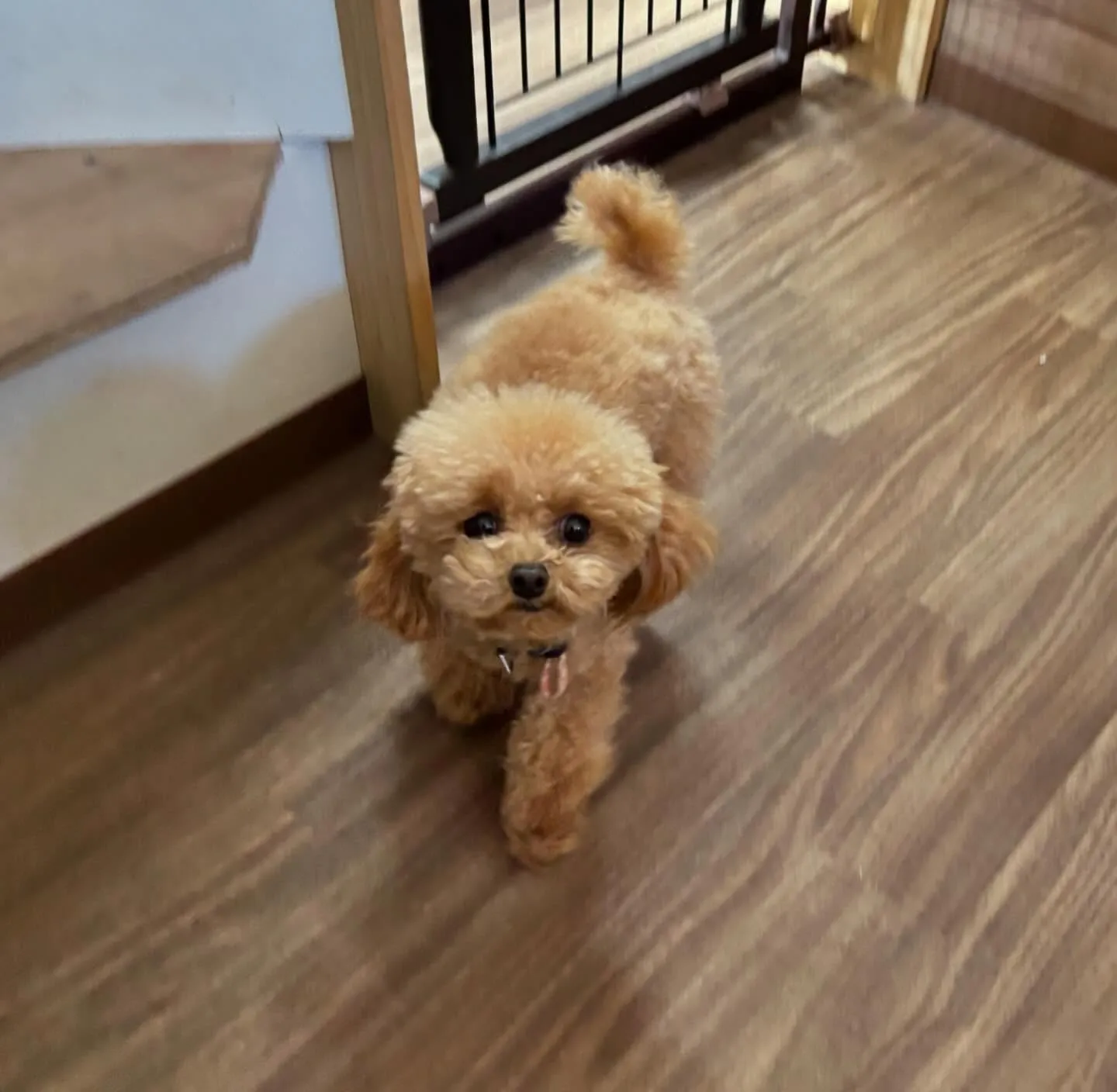 入会してくれたプリンちゃんです💖