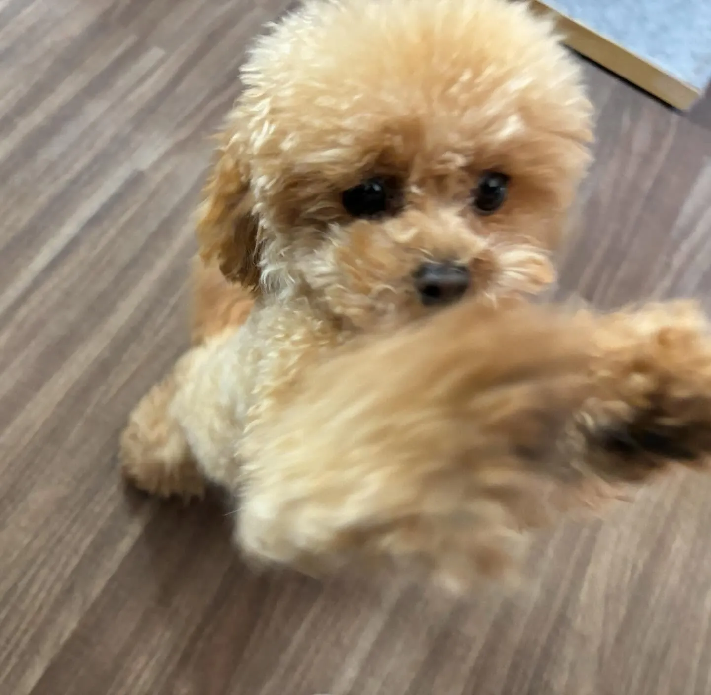 入会してくれたプリンちゃんです💖