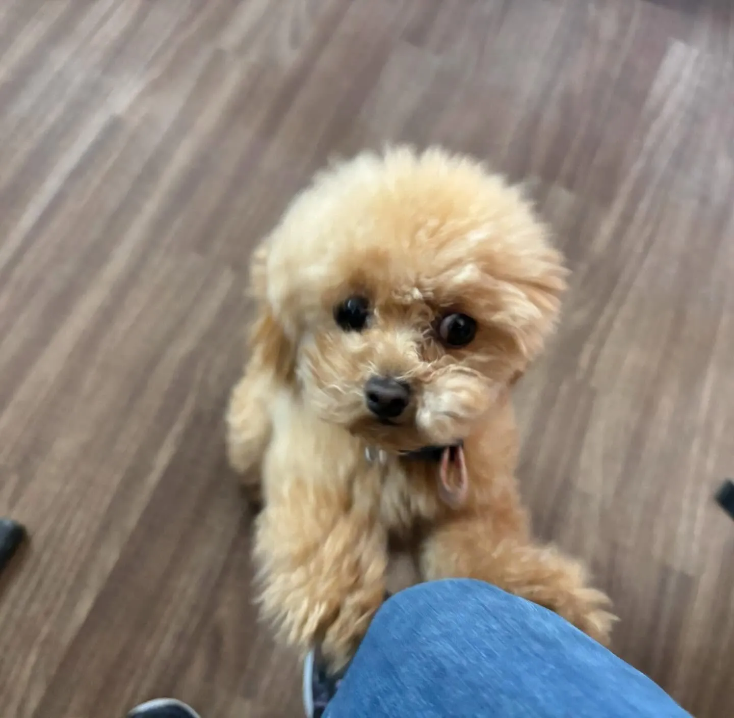 入会してくれたプリンちゃんです💖