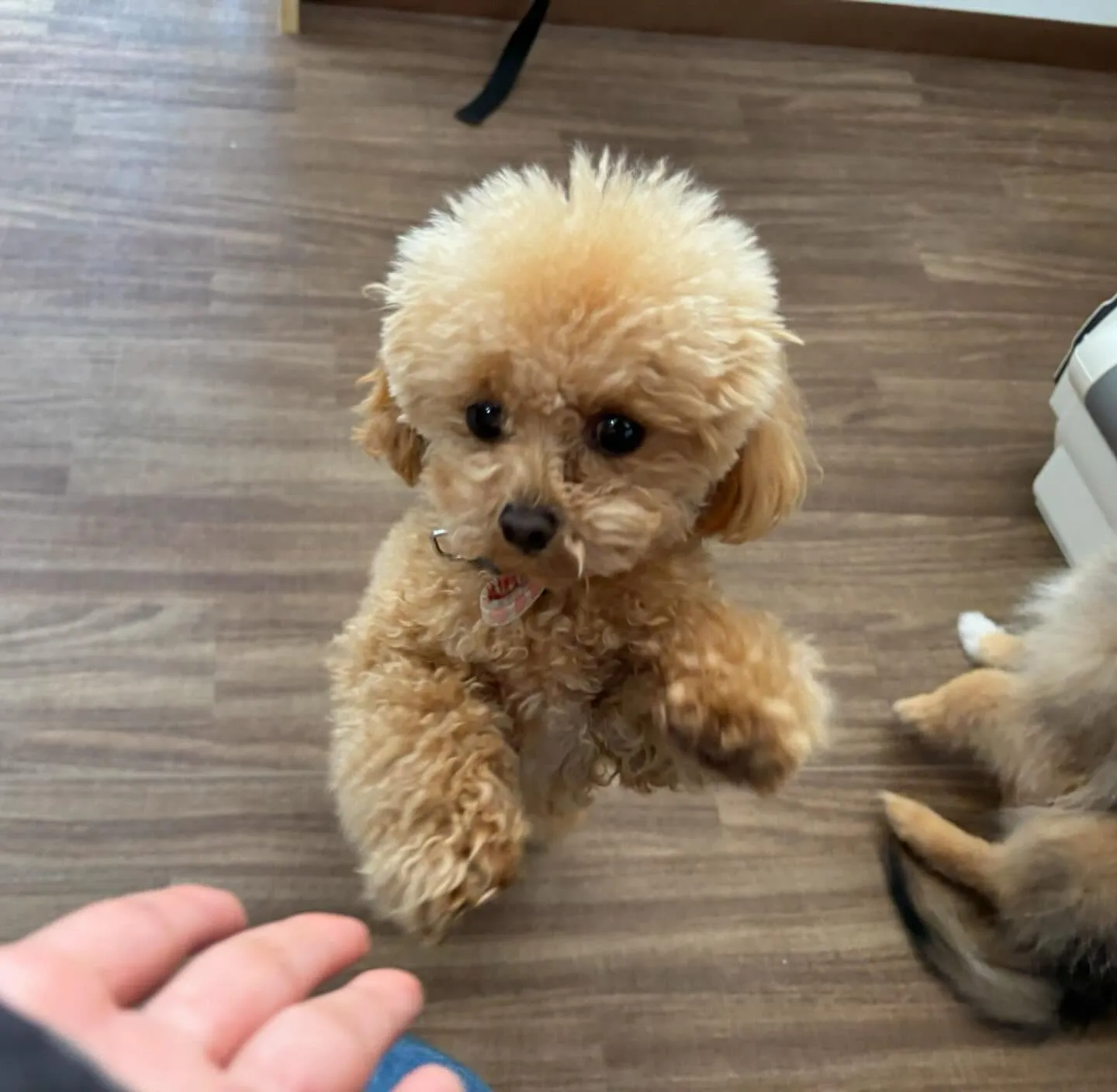 入会してくれたプリンちゃんです💖