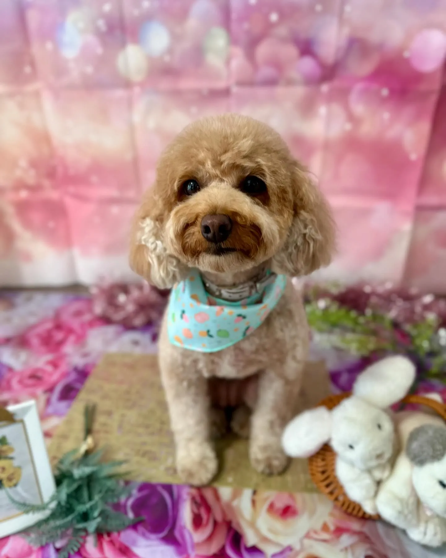 トリミングのセットメニューをご利用頂いたわんこたち💕