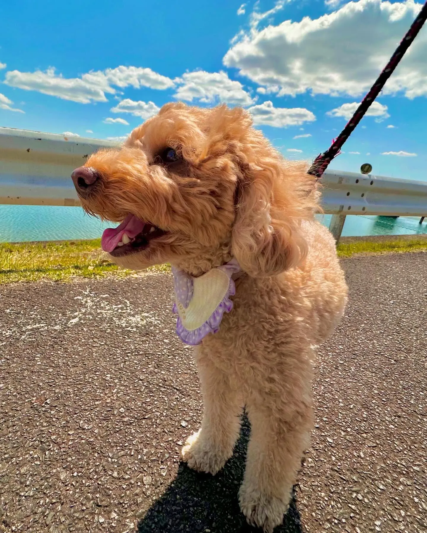 トリミングのセットメニューをご利用頂いたわんこたち💕