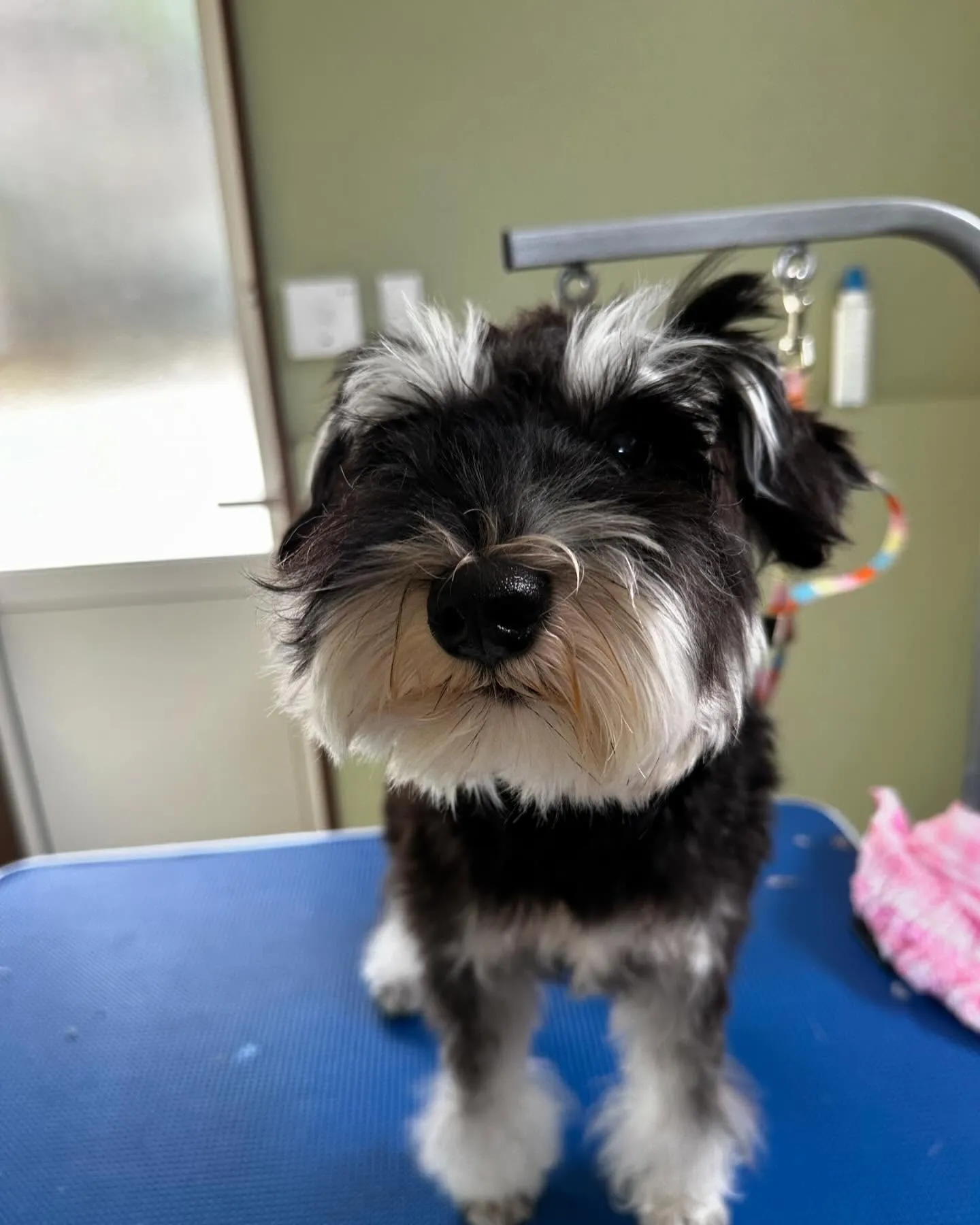 トリミングのセットメニューをご利用頂いたわんこたち💕