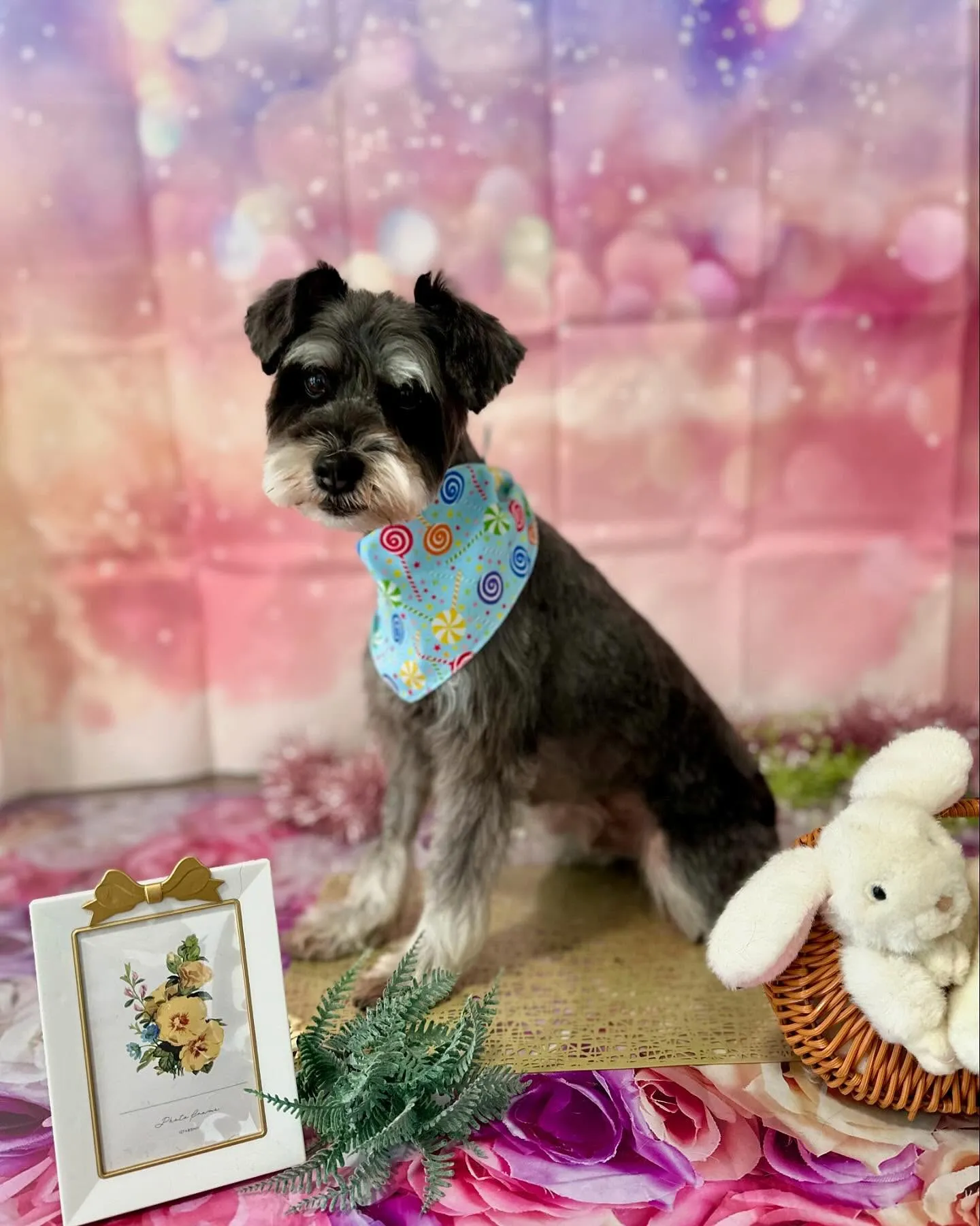 トリミングのセットメニューをご利用頂いたわんこたち💕