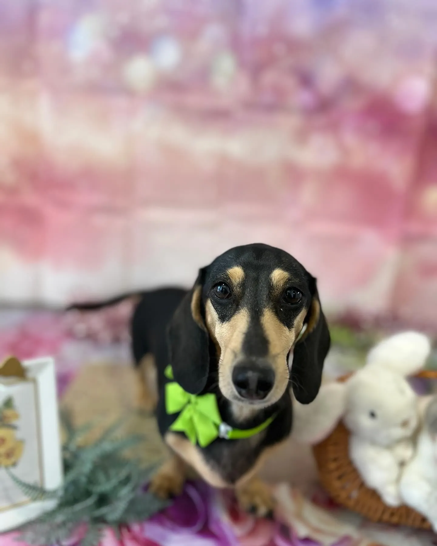 トリミングのセットメニューをご利用頂いたわんこたち💕