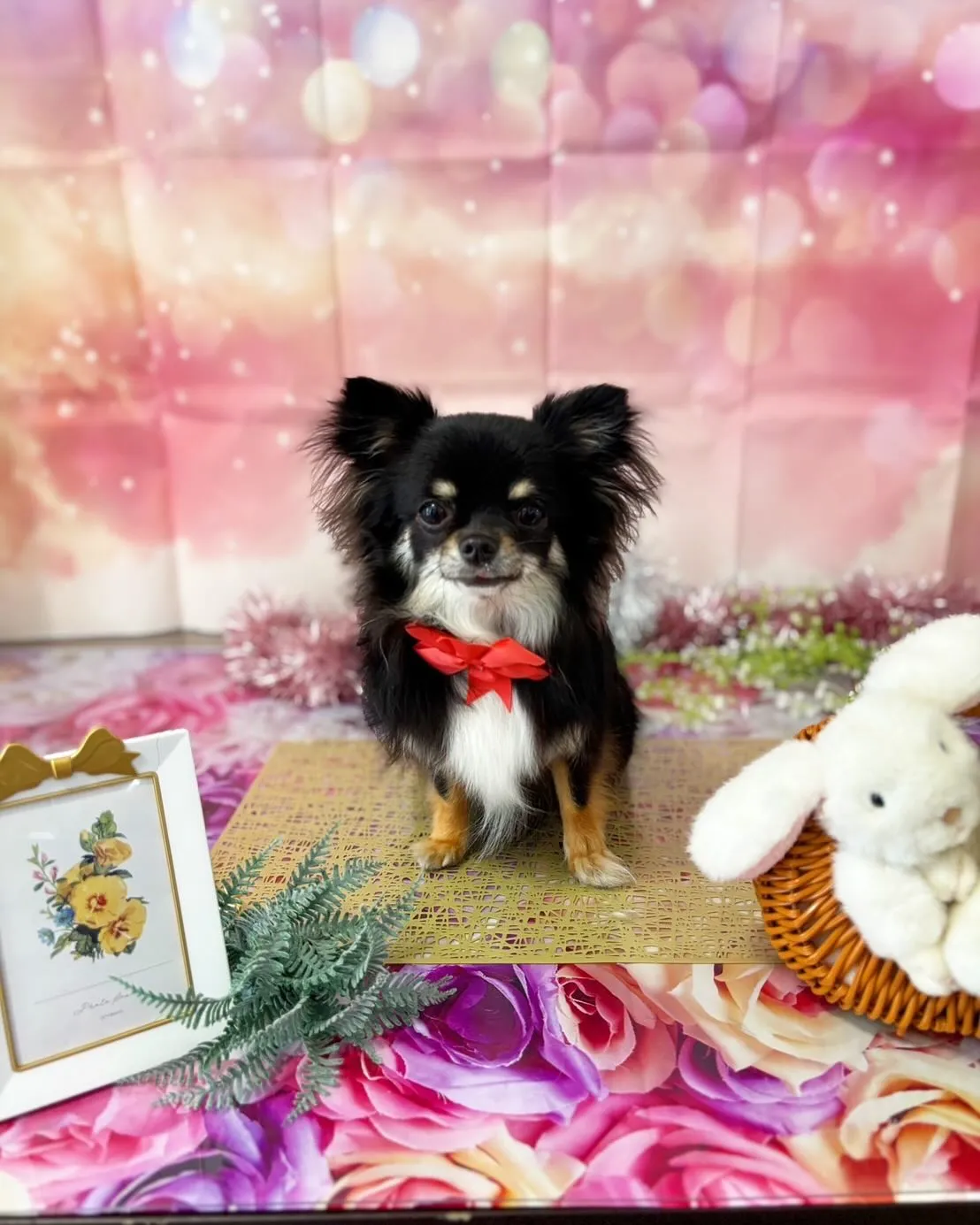 トリミングのセットメニューをご利用頂いたわんこたち💕