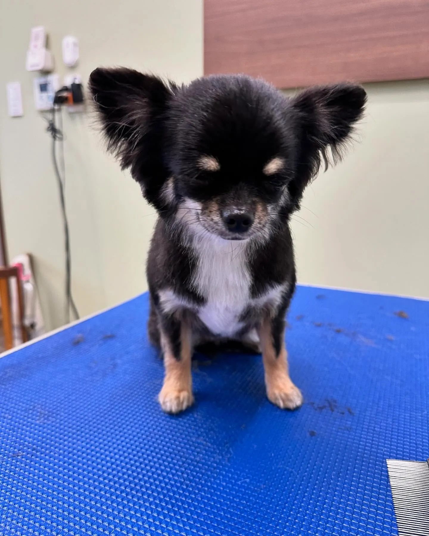 トリミングのセットメニューをご利用頂いたわんこたち💕