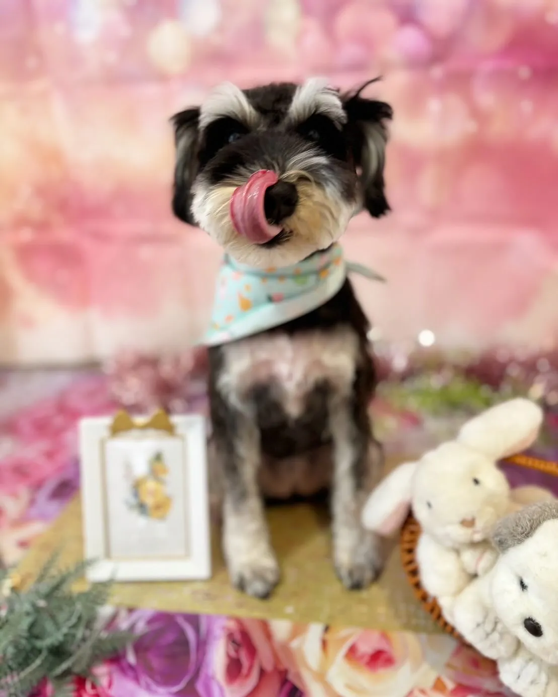 トリミングのセットメニューをご利用頂いたわんこたち💕