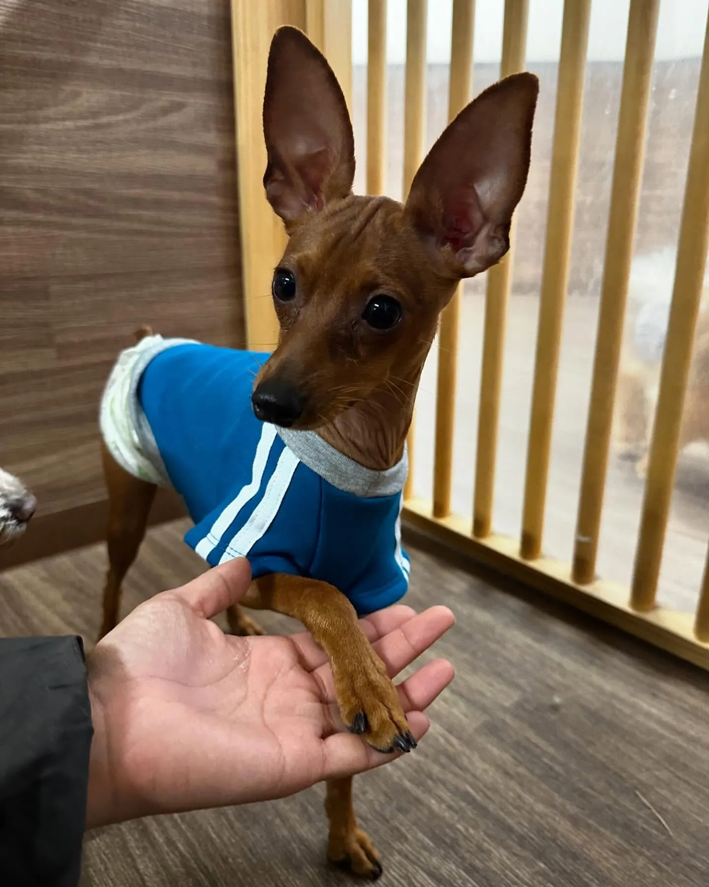 入会してくれたキラくんとモモちゃんです🎶