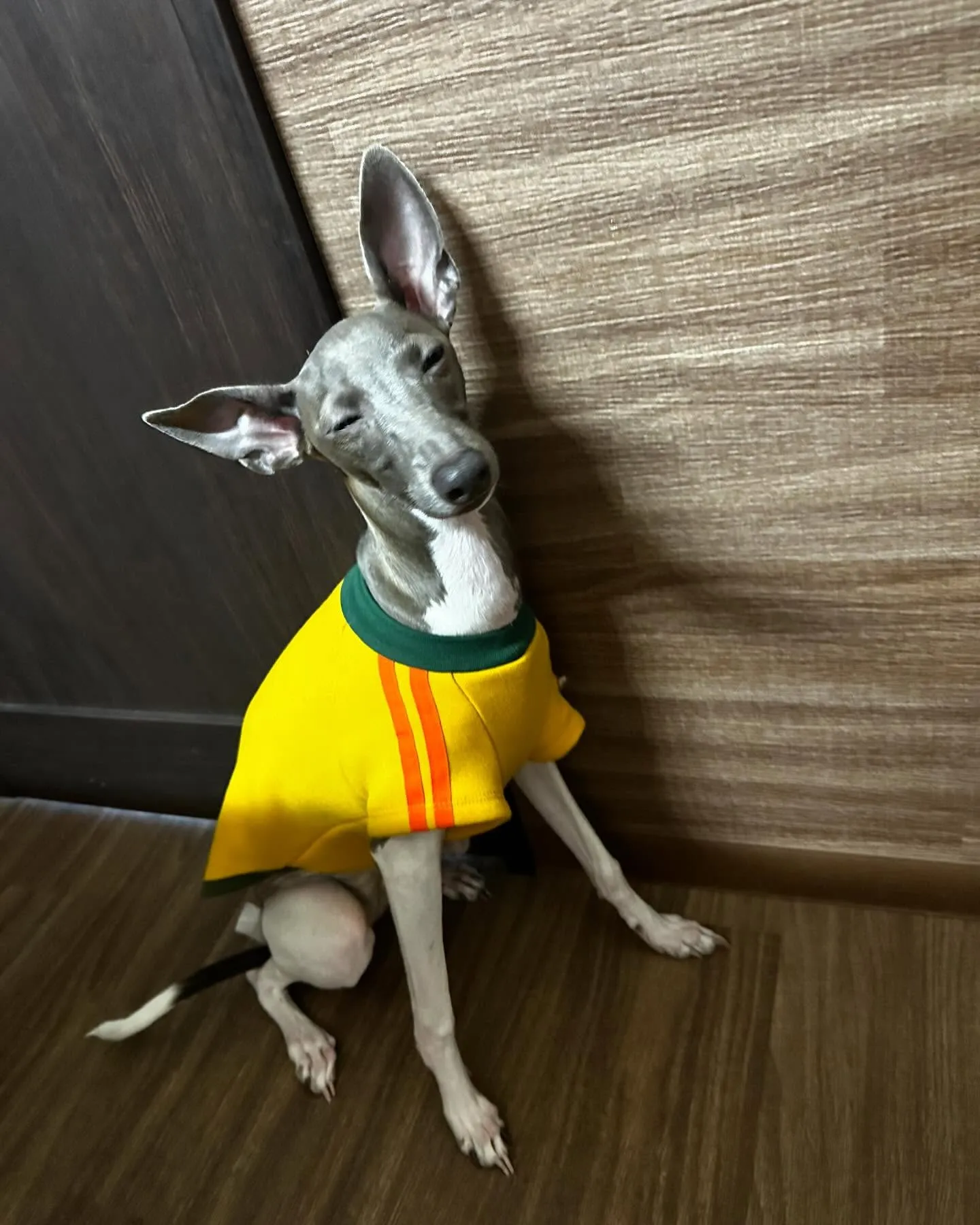 入会してくれたキラくんとモモちゃんです🎶