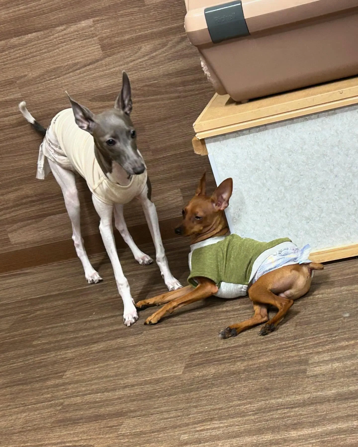 入会してくれたキラくんとモモちゃんです🎶