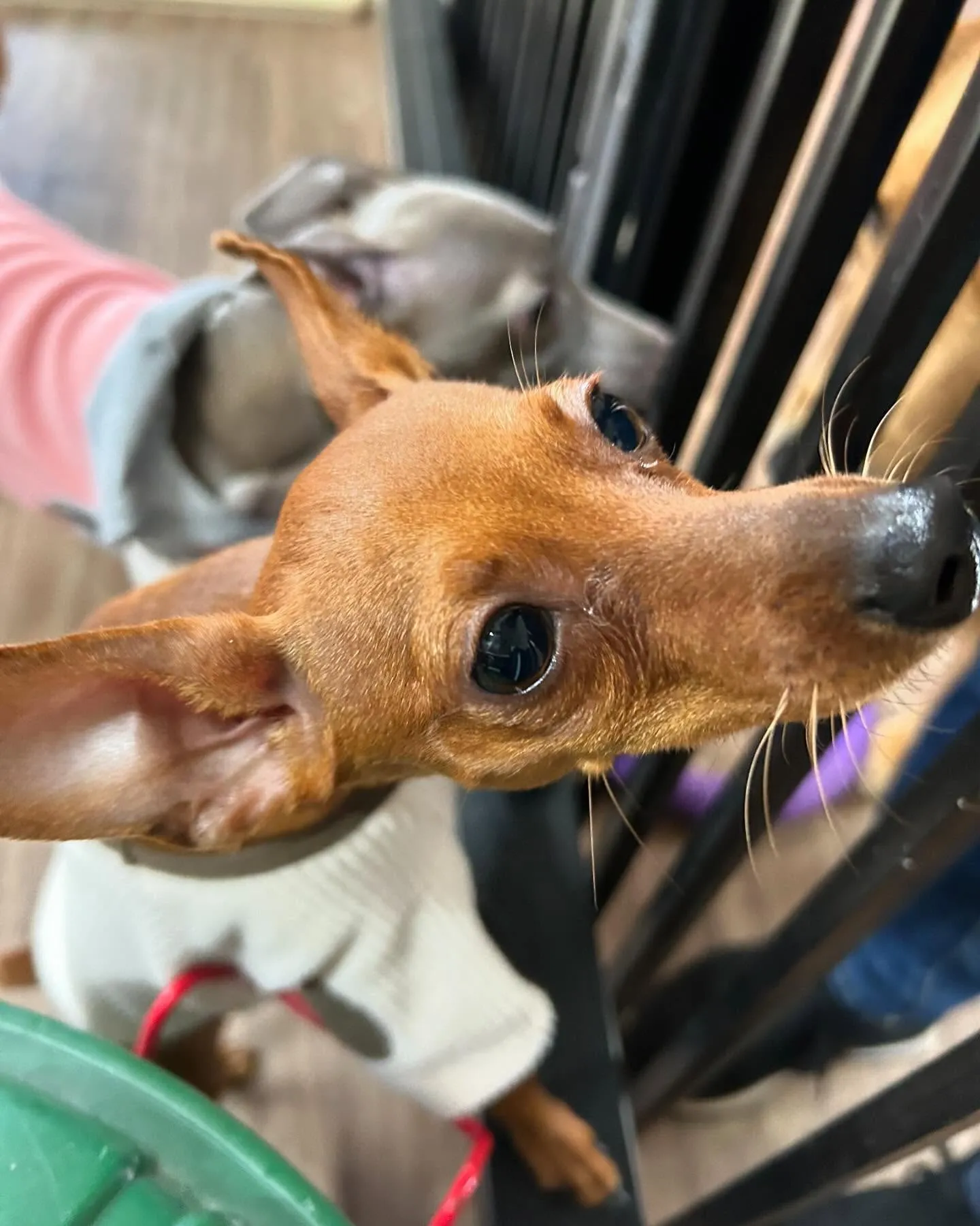 入会してくれたキラくんとモモちゃんです🎶