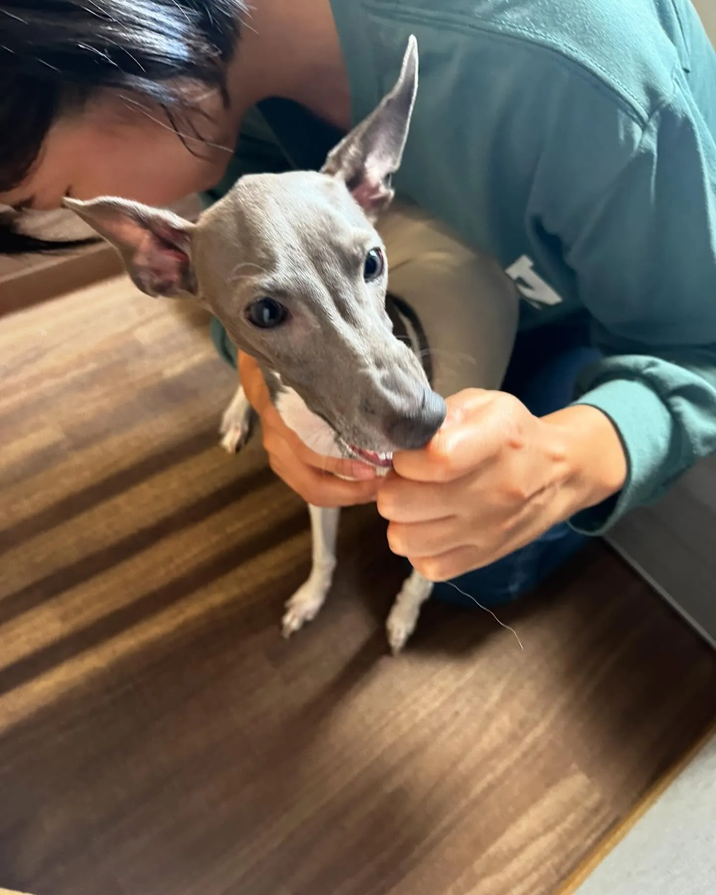 入会してくれたキラくんとモモちゃんです🎶