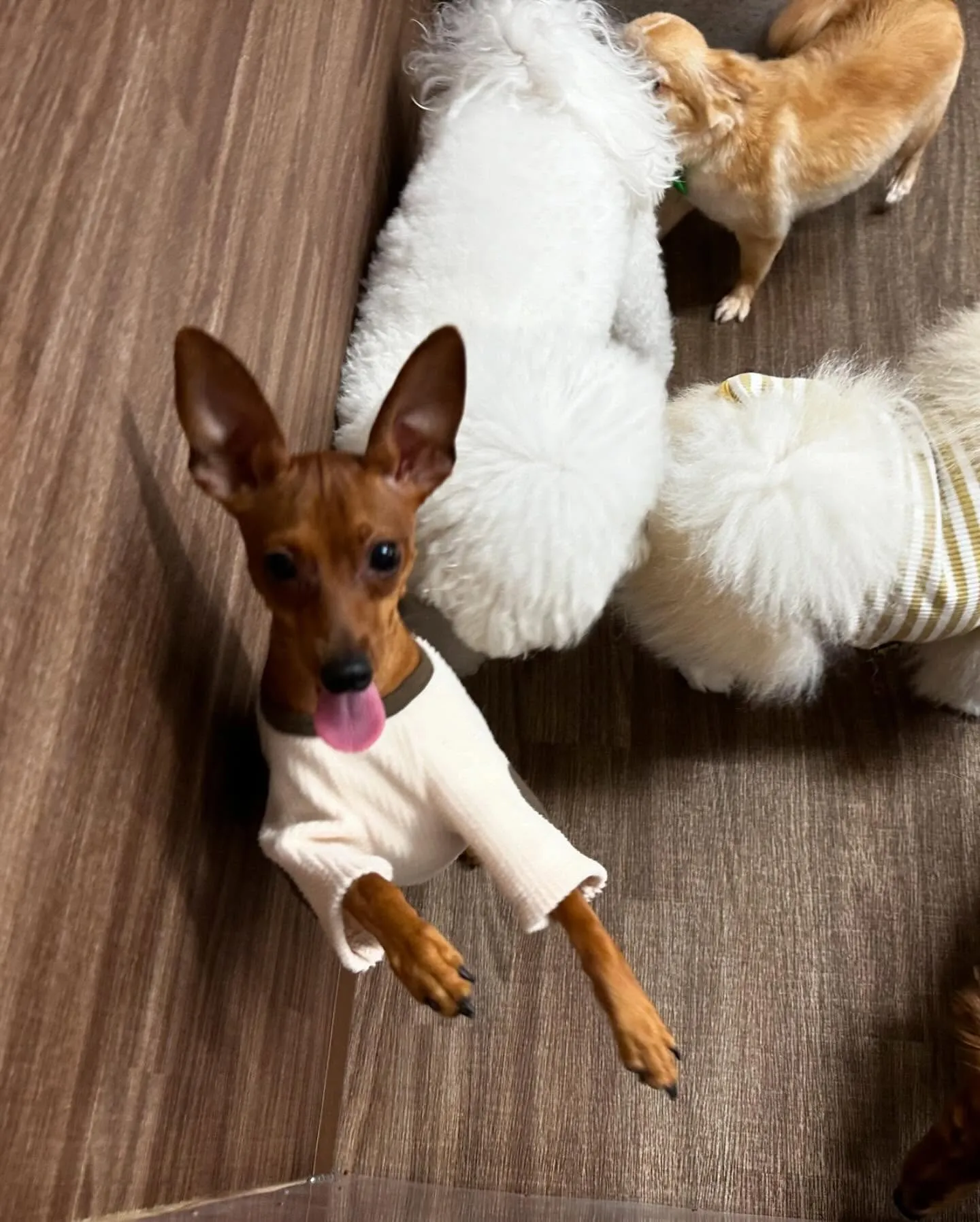 入会してくれたキラくんとモモちゃんです🎶