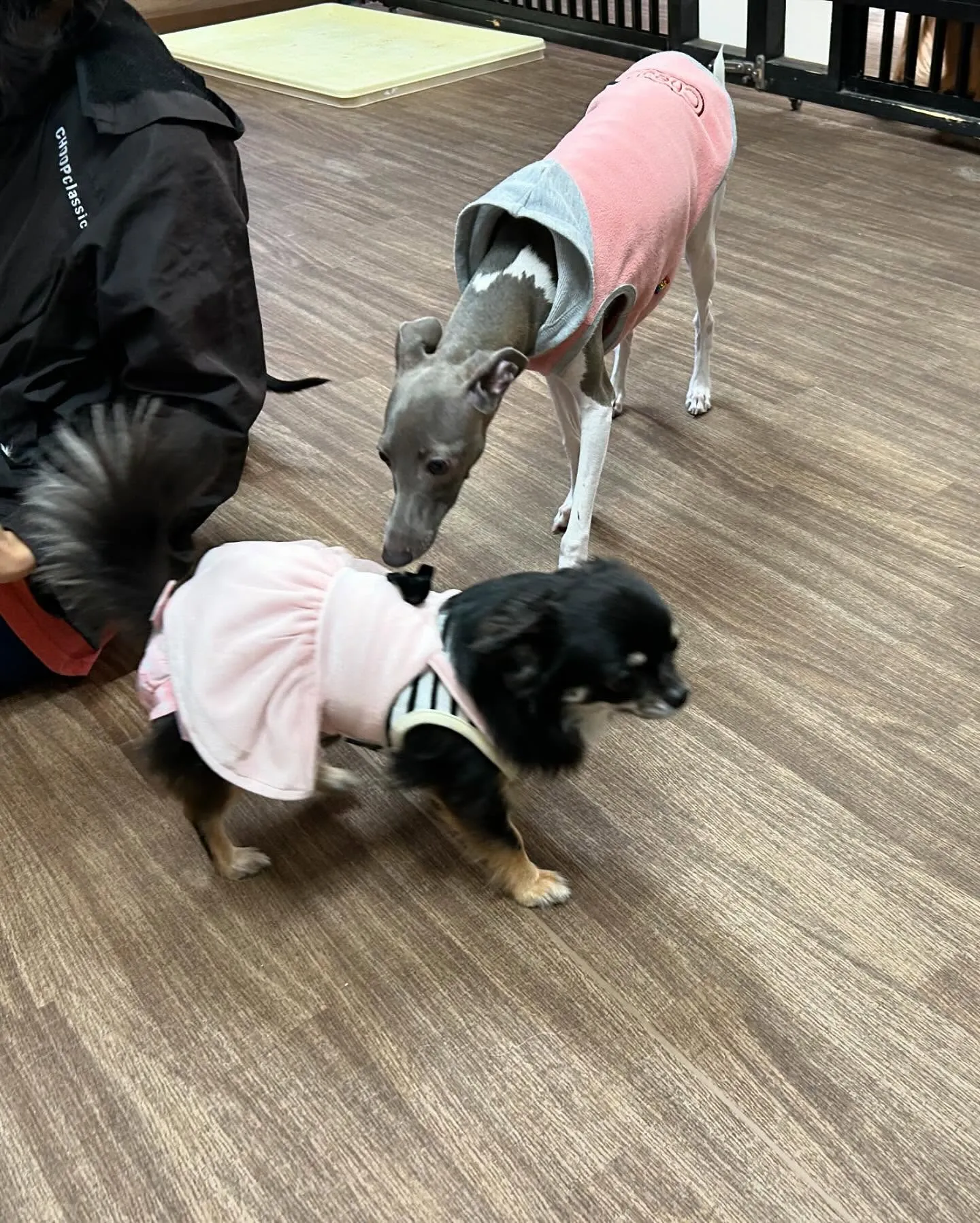 入会してくれたキラくんとモモちゃんです🎶