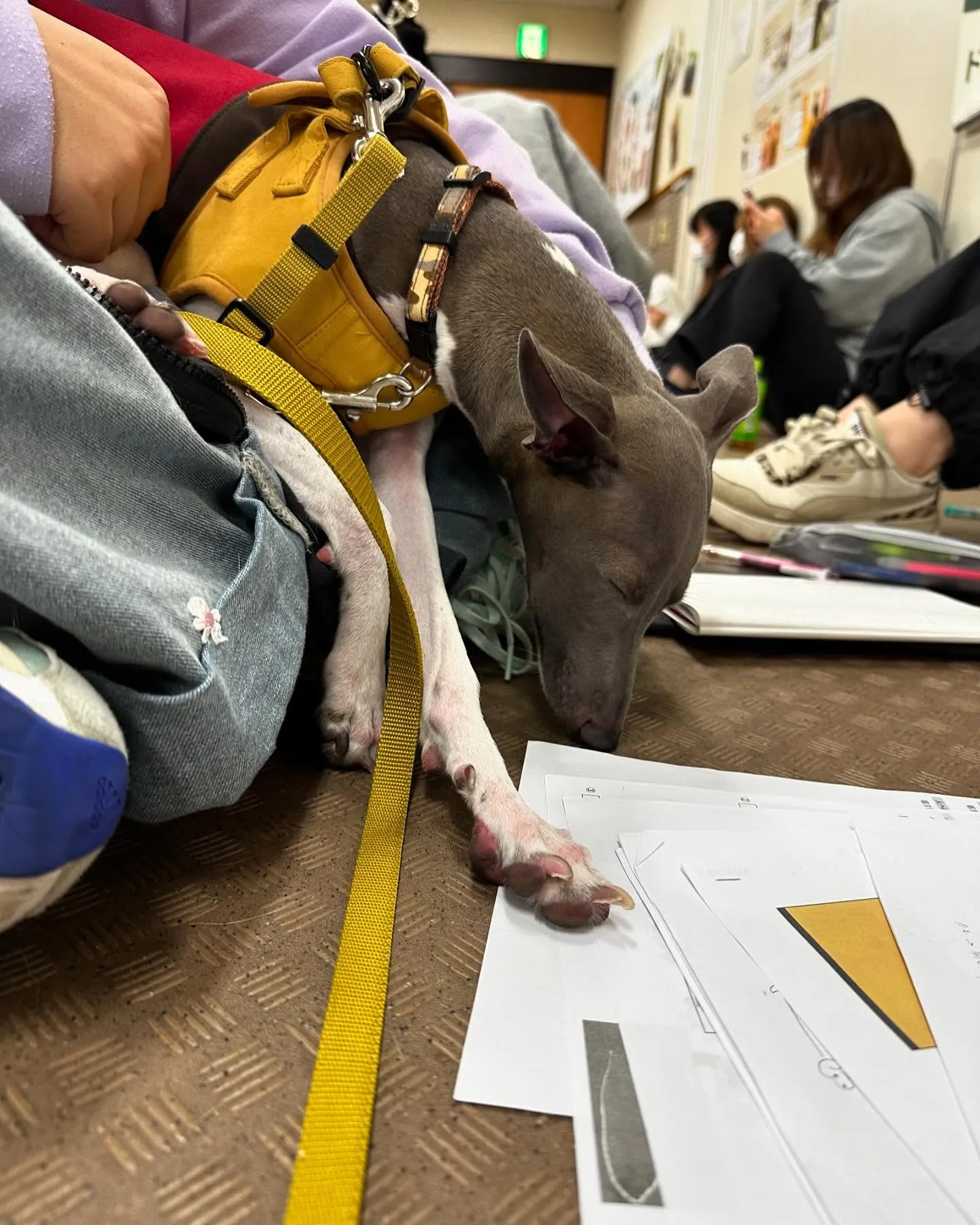 入会してくれたキラくんとモモちゃんです🎶