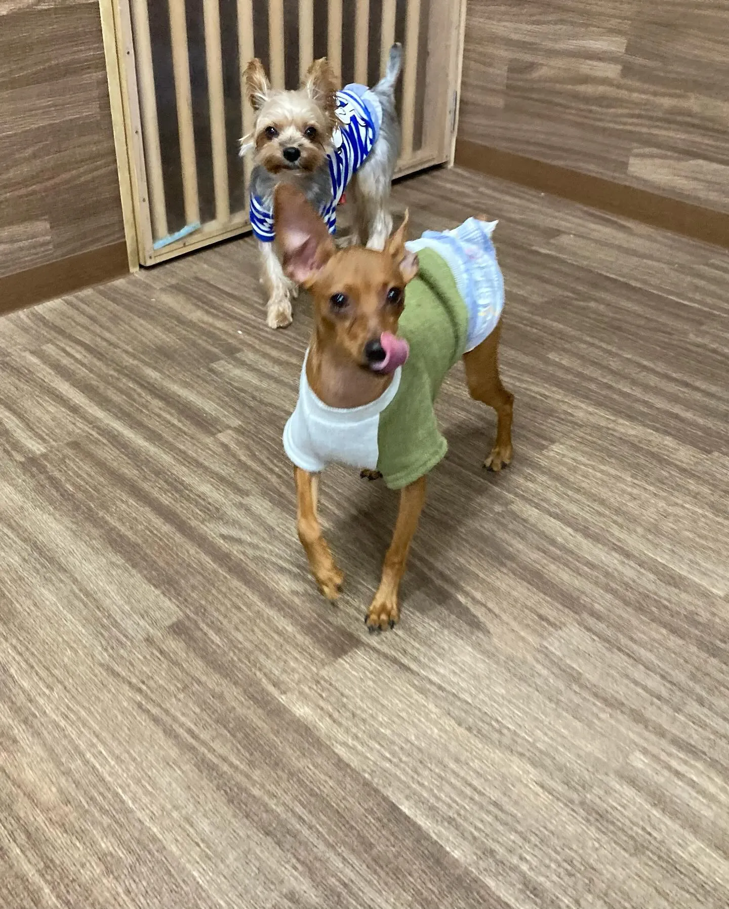 入会してくれたキラくんとモモちゃんです🎶