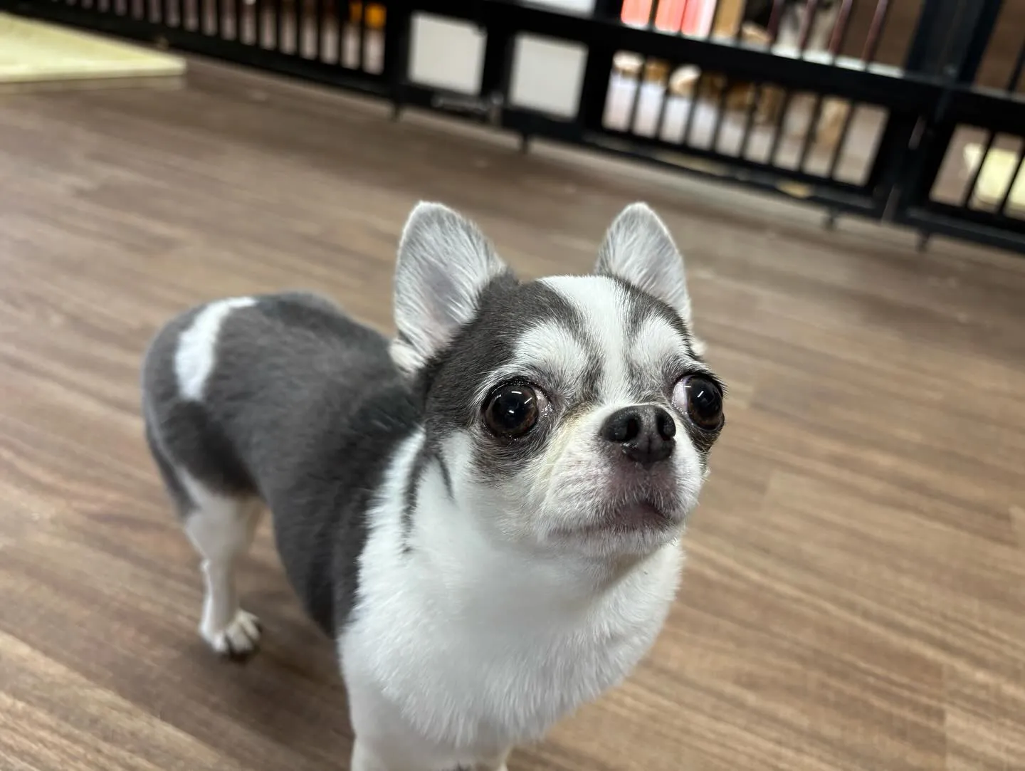 昨日姉がやってたチャットボットAIでルナちゃんがアニメ風イラ...