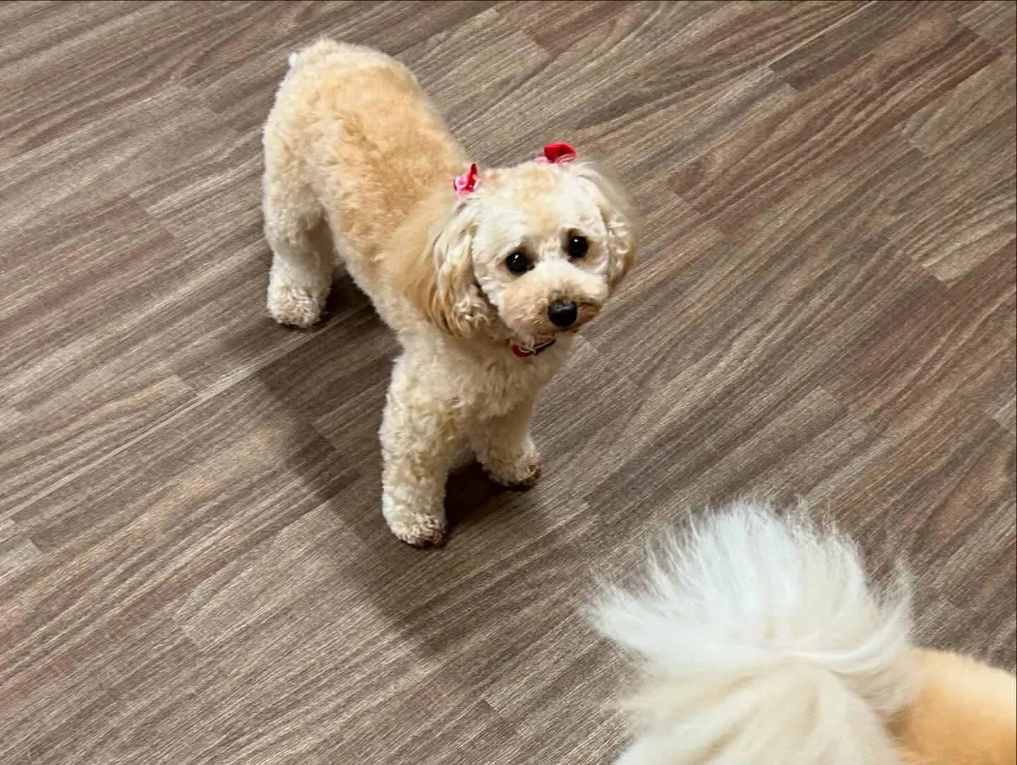 昨日姉がやってたチャットボットAIでルナちゃんがアニメ風イラ...