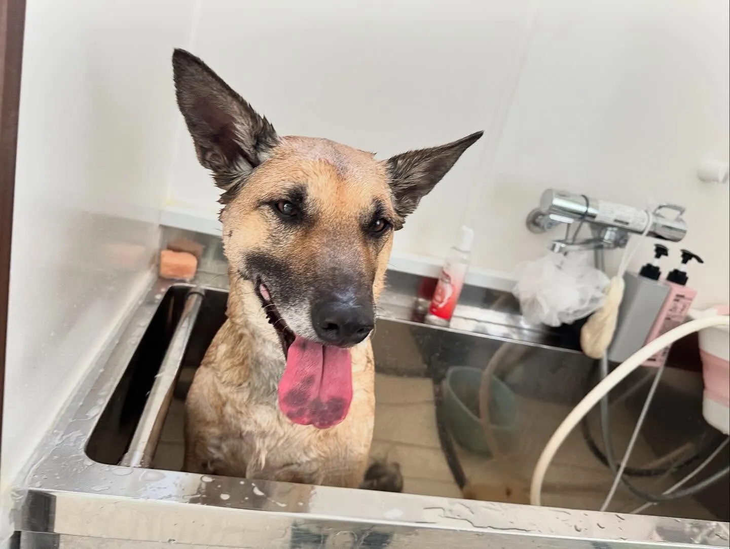 昨日姉がやってたチャットボットAIでルナちゃんがアニメ風イラ...