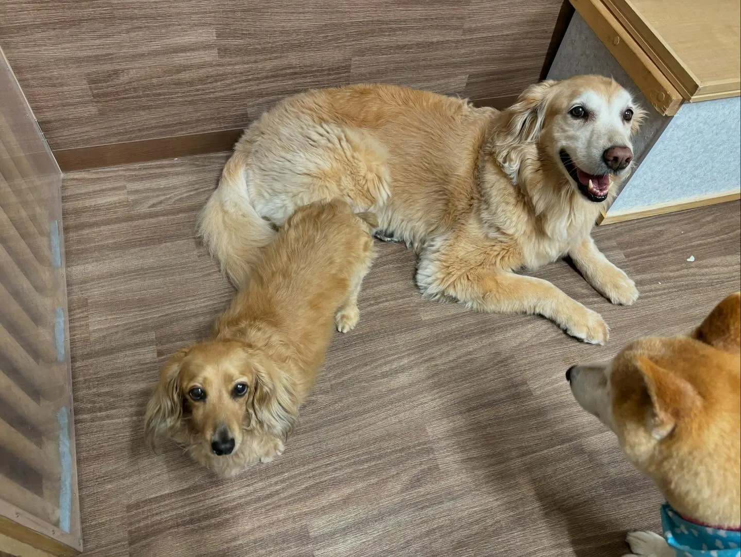 昨日姉がやってたチャットボットAIでルナちゃんがアニメ風イラ...