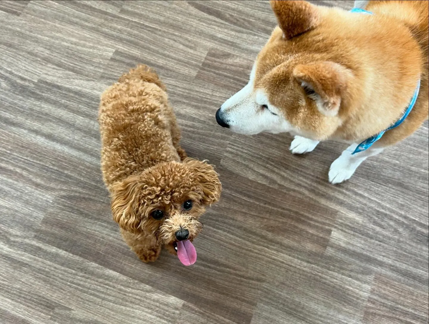 昨日姉がやってたチャットボットAIでルナちゃんがアニメ風イラ...