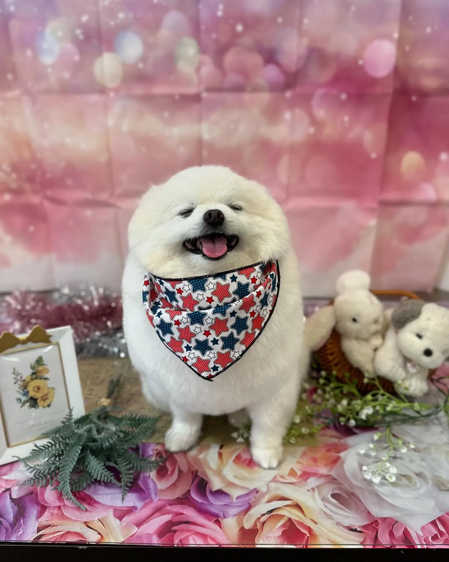 トリミングに来てくれたわんこたちです🎶