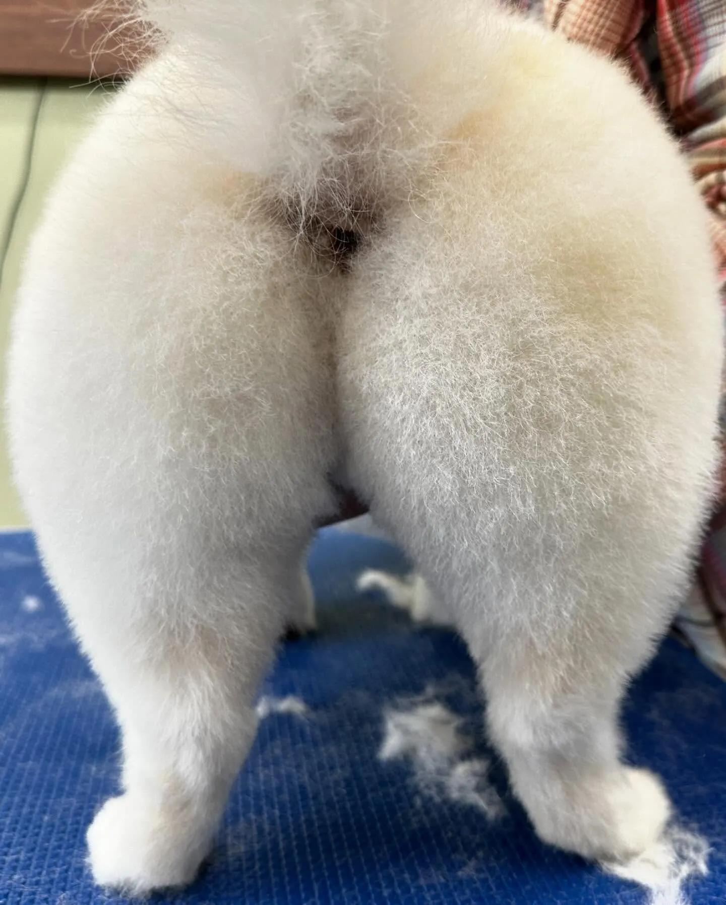 トリミングに来てくれたわんこたちです🎶